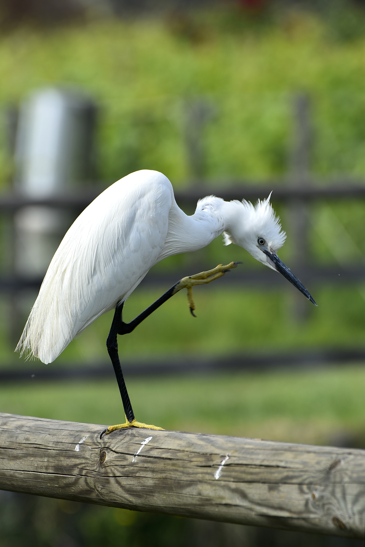 Egret
