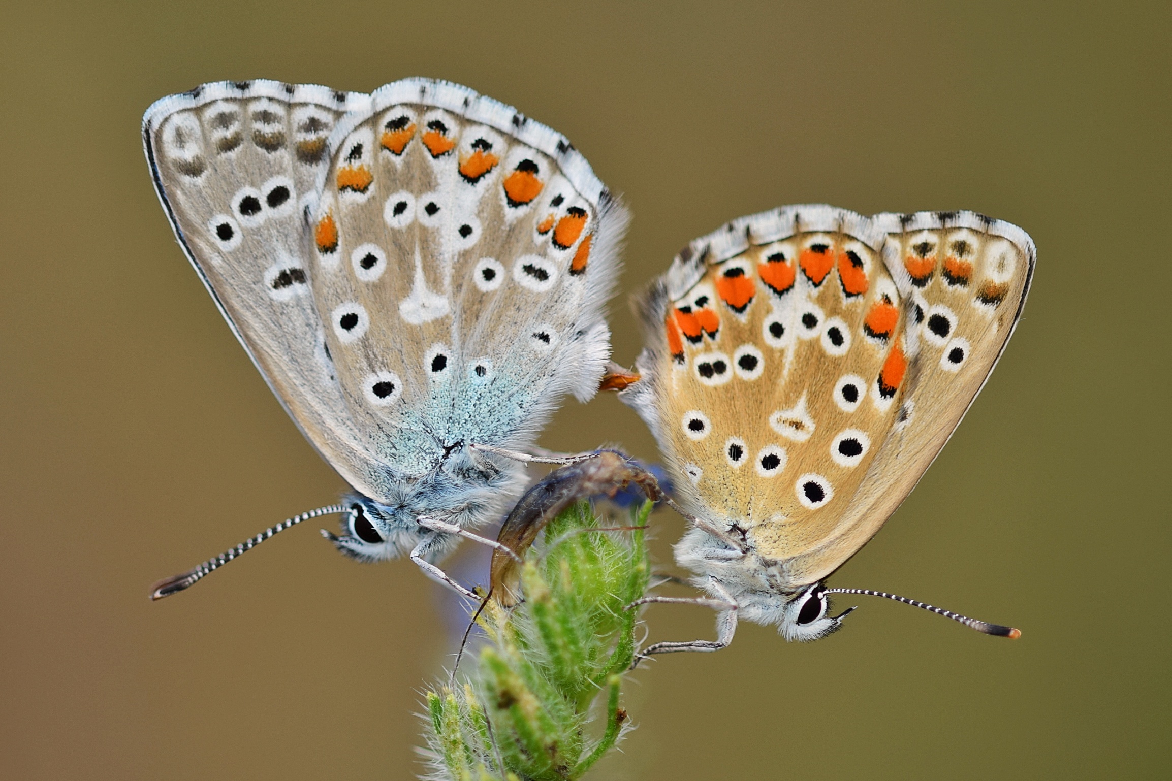 Polyommatus Bellargus (M e F)