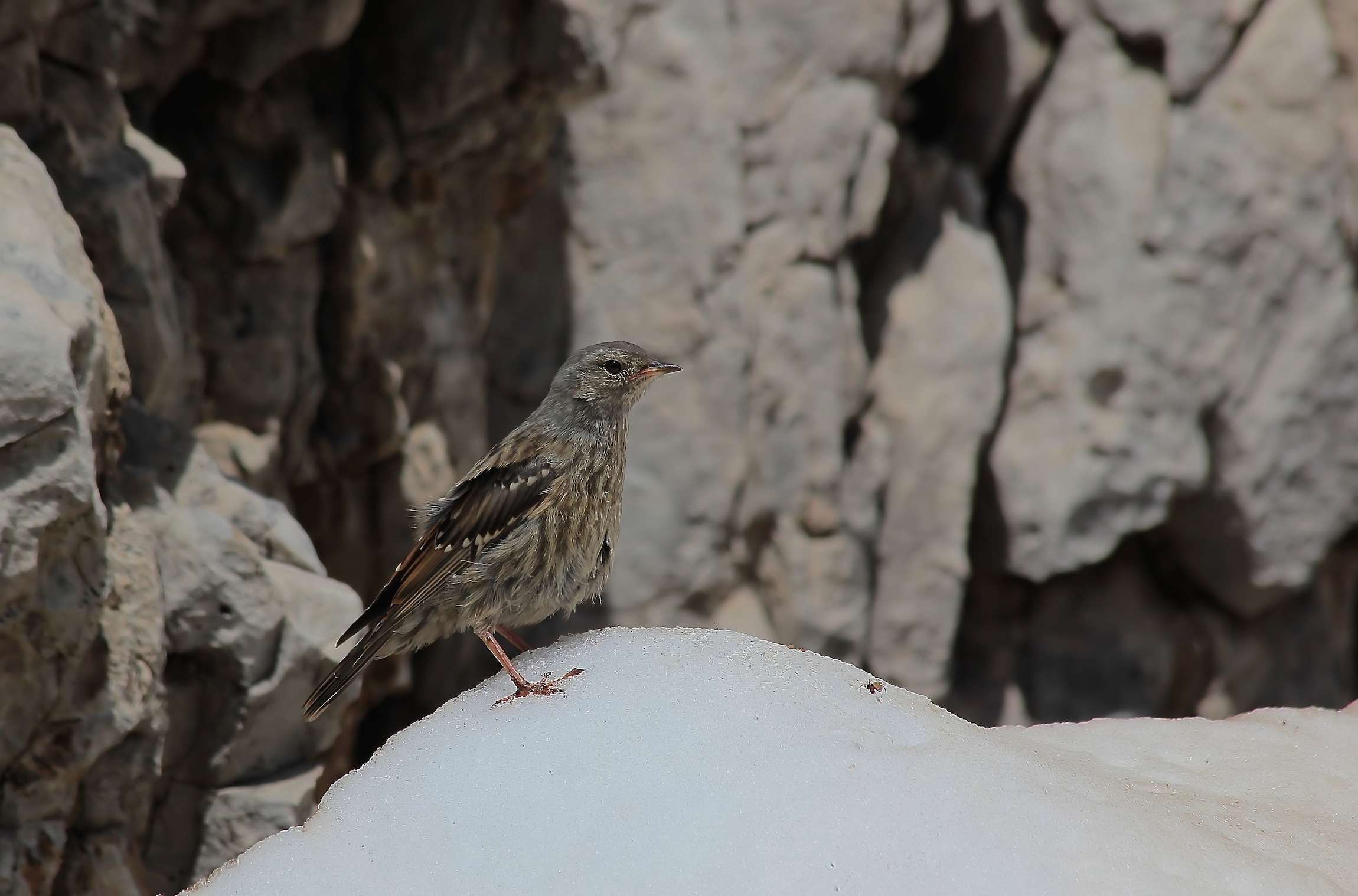 Accentor