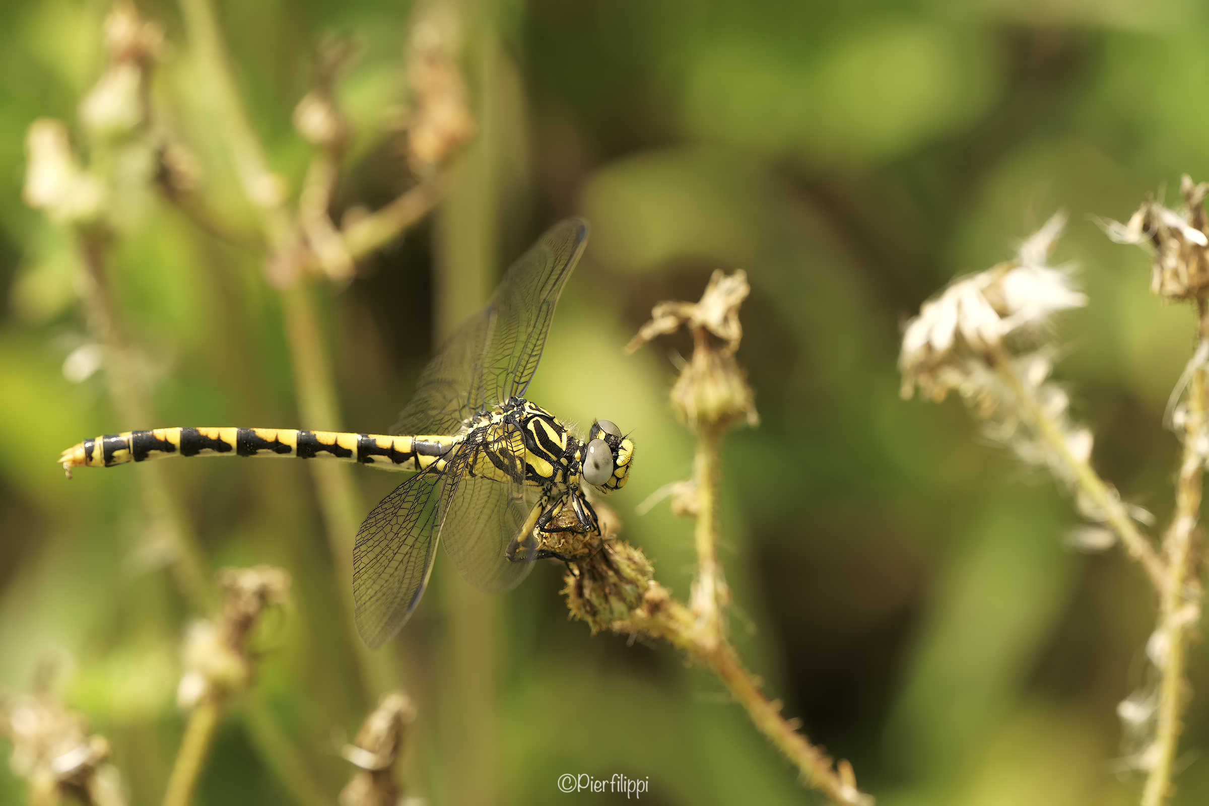 Dragonfly