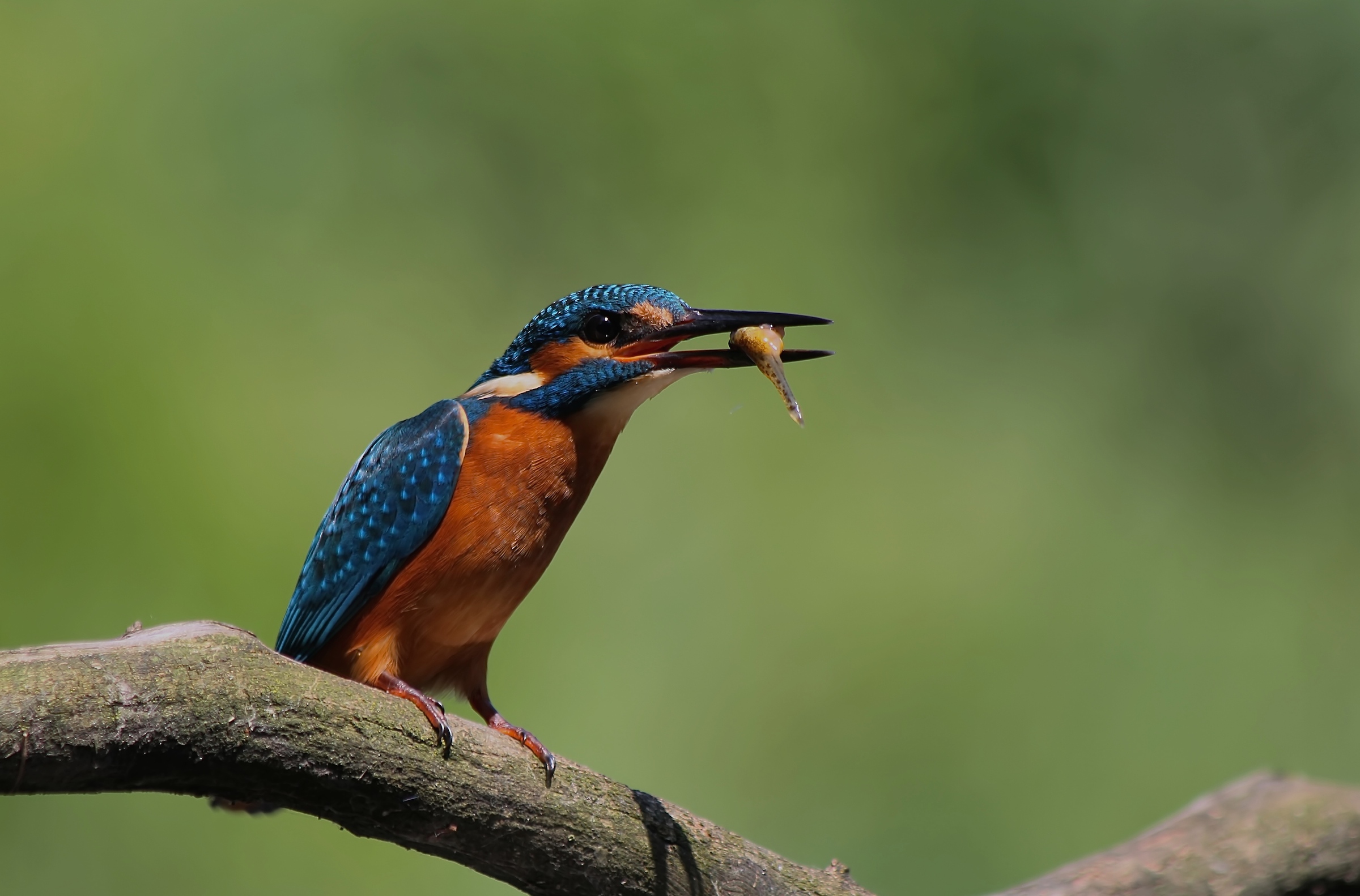 Kingfisher