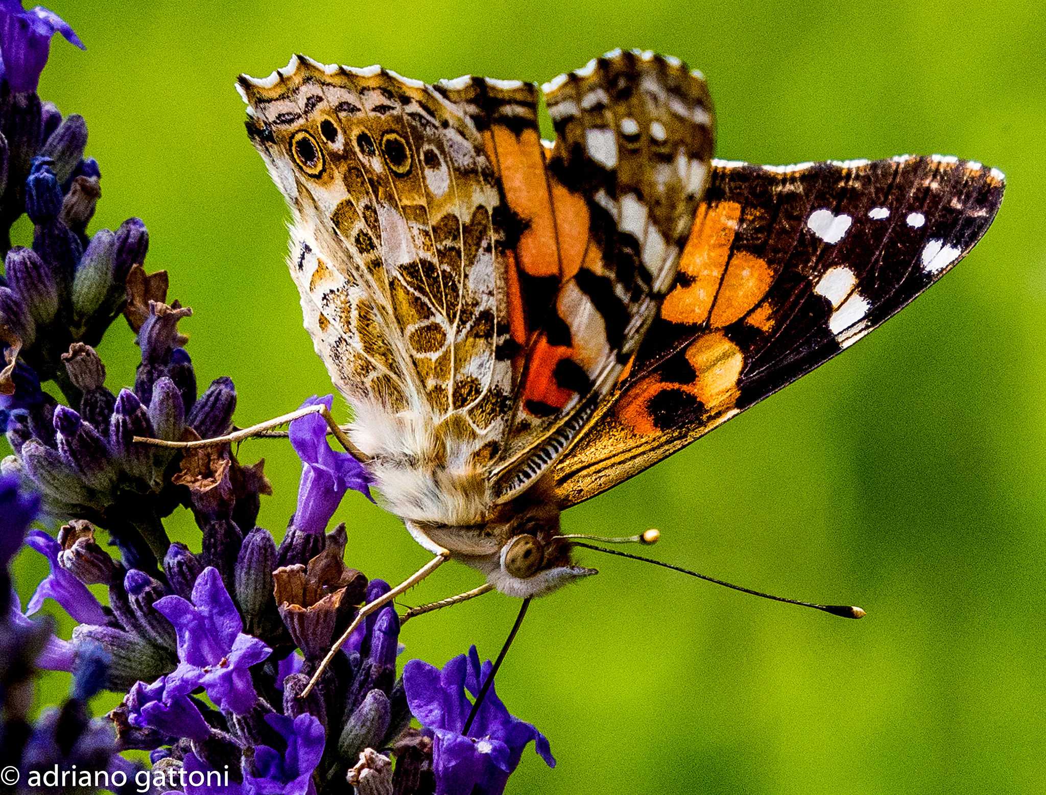 Farfalla al lavoro. Vanessa Cardui.