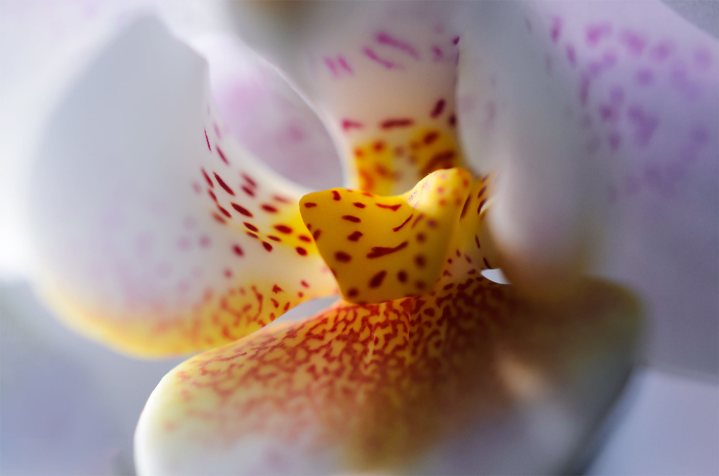 Orchid