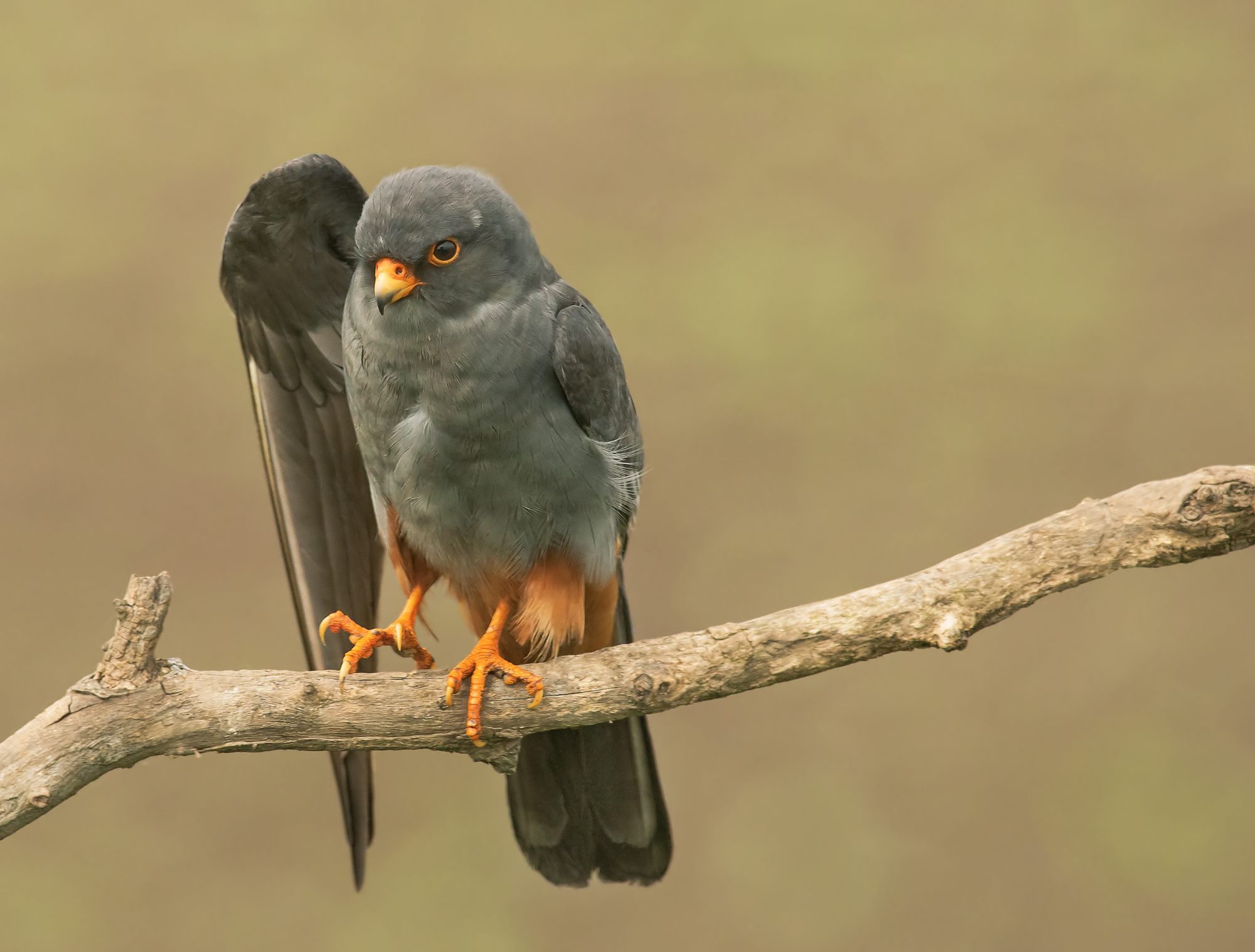 Male Cuckoo Falcon