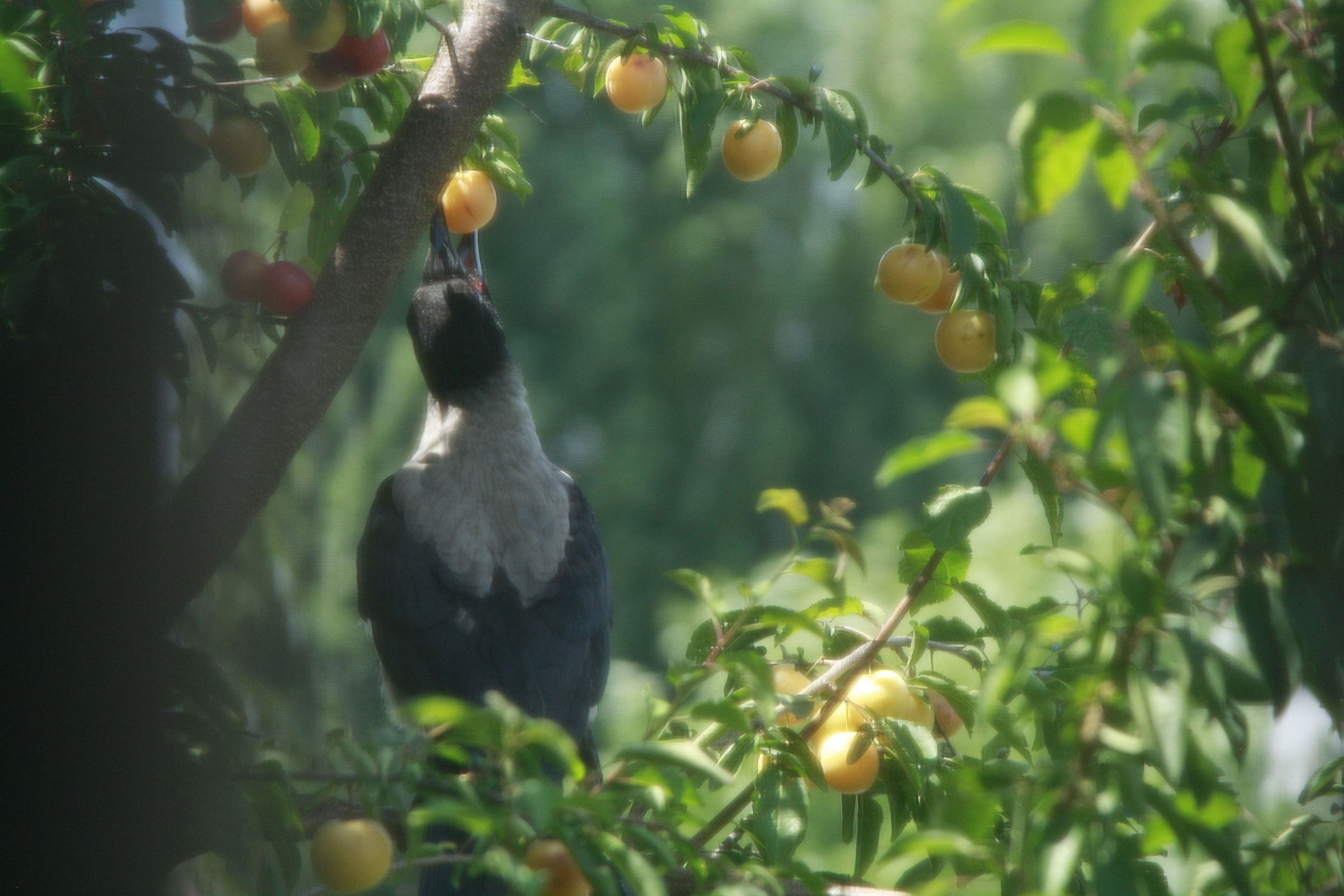 questa me la mangio ..