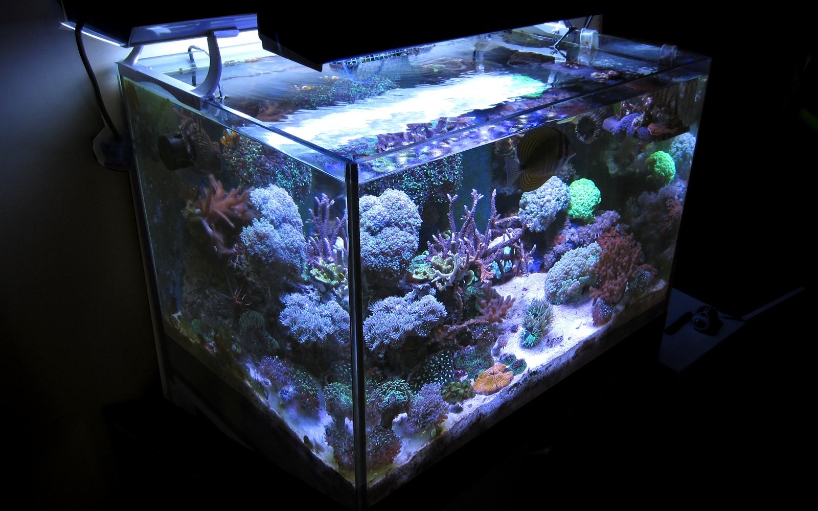 Acquario marino, con luci blu