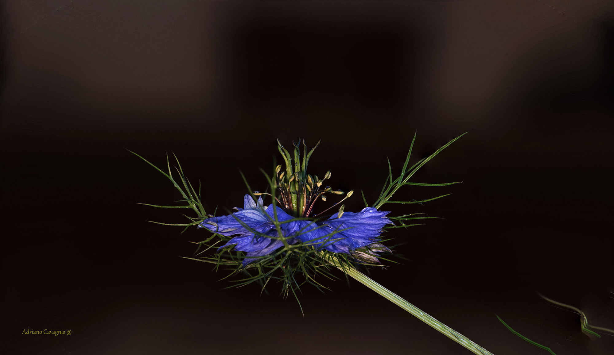Nigella