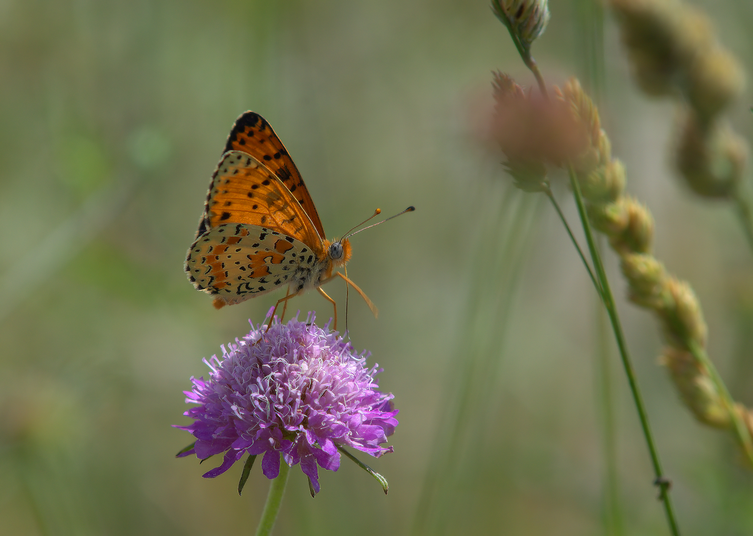 Fritillary Dydima