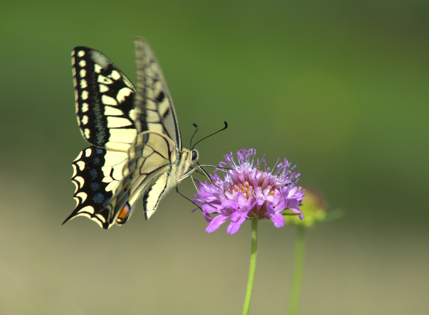 Papilio Machaon