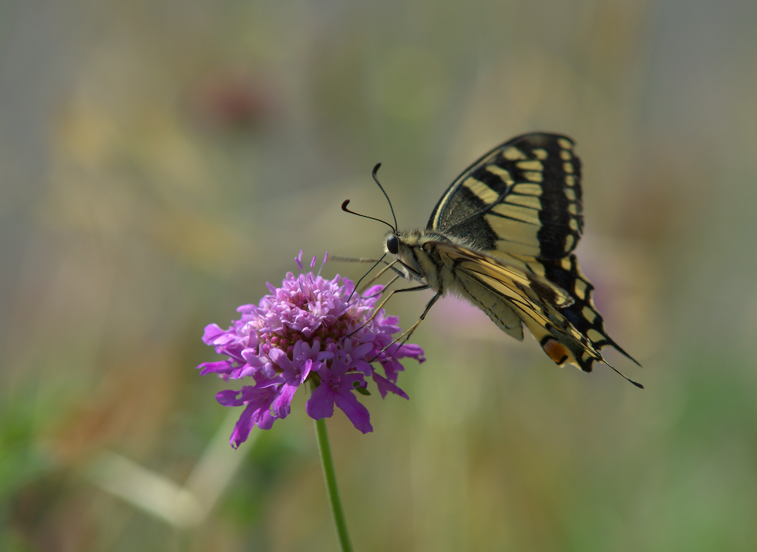 Papilio Machaon