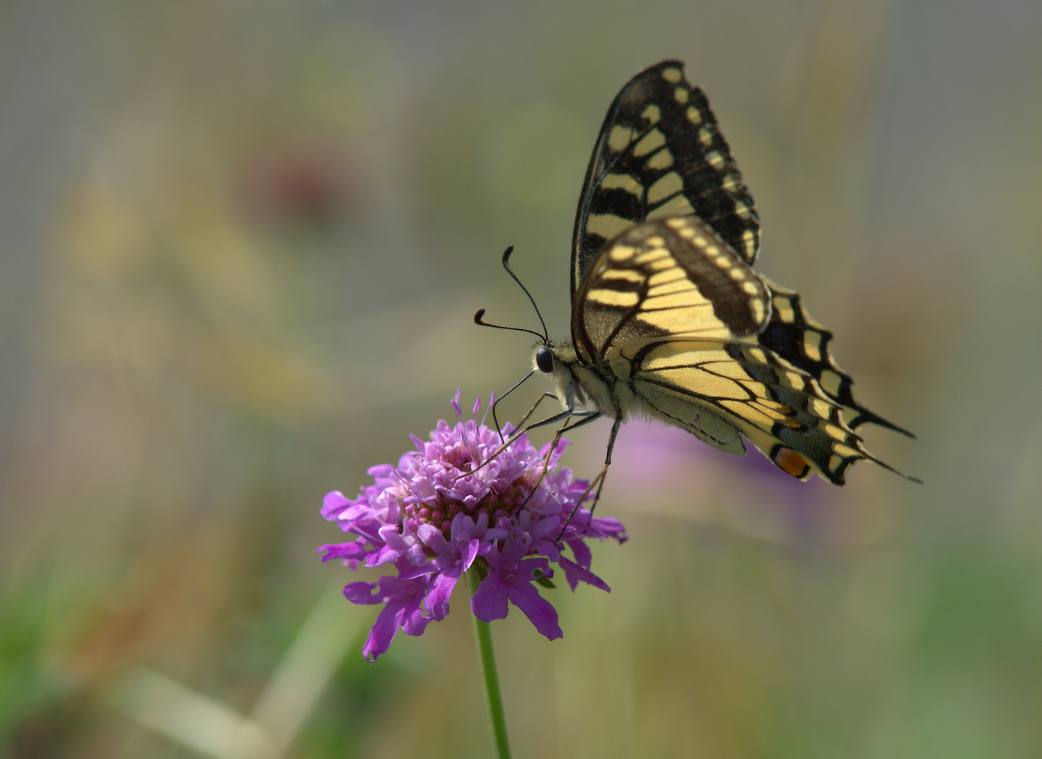 Papilio Machaon
