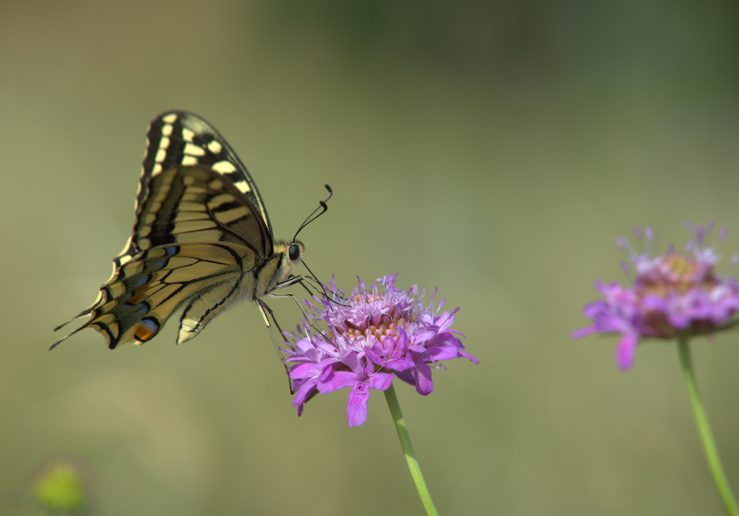 Papilio Machaon
