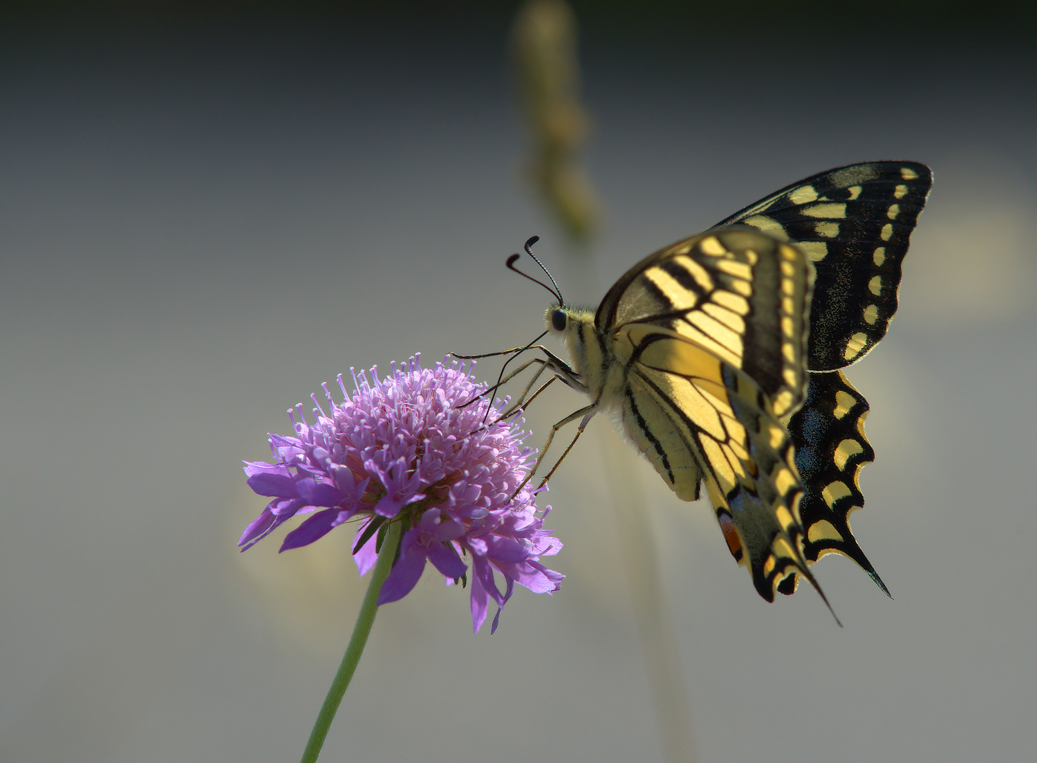 Papilio Machaon