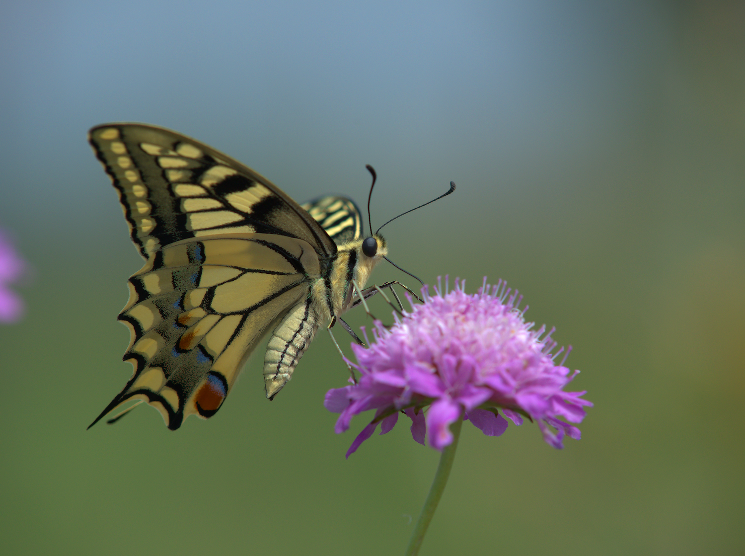 Papilio Machaon