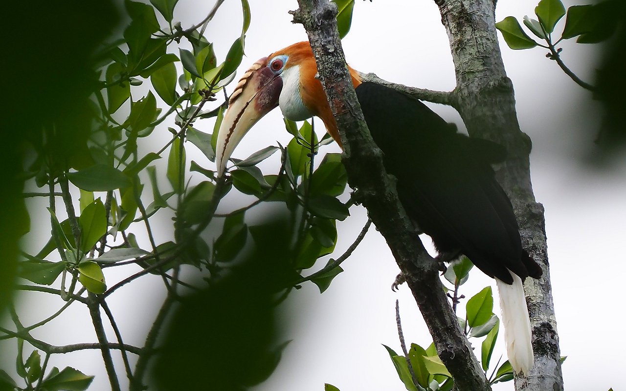 Hornbill posato