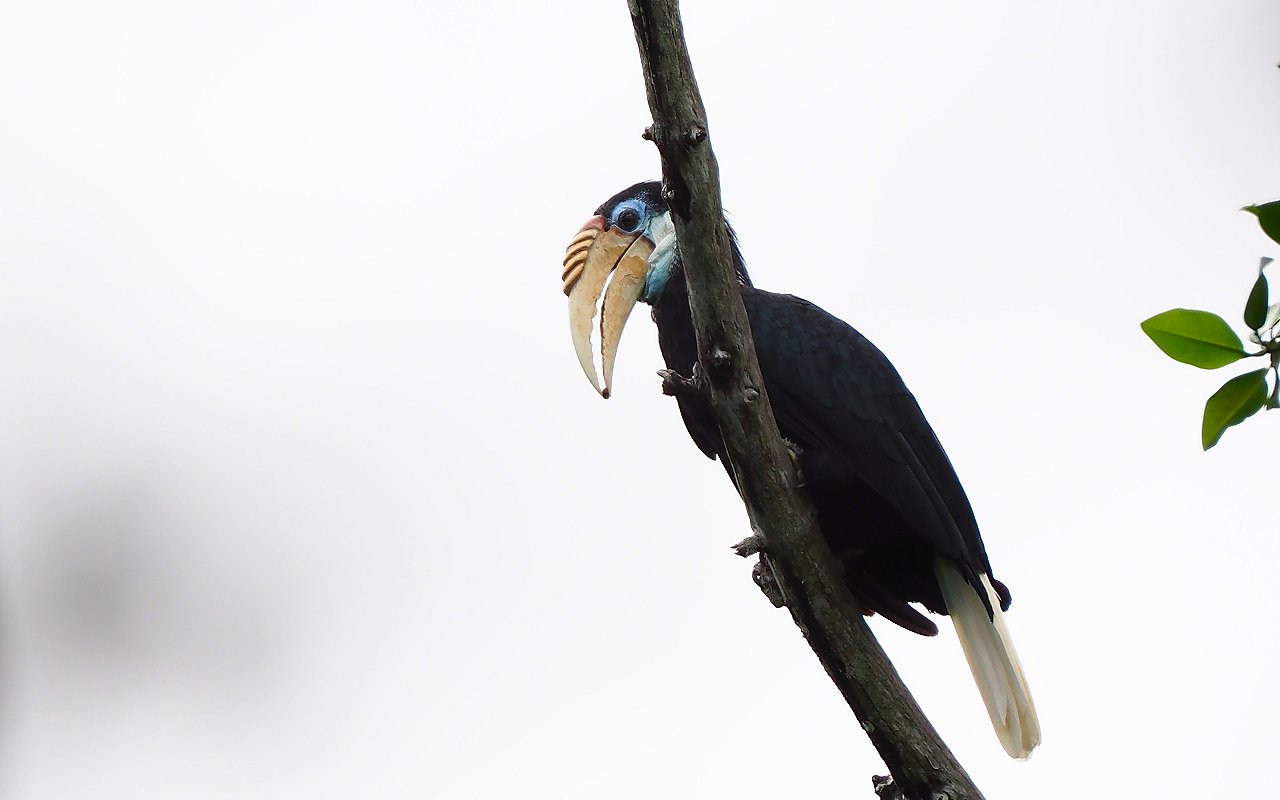 Hornbill in controluce