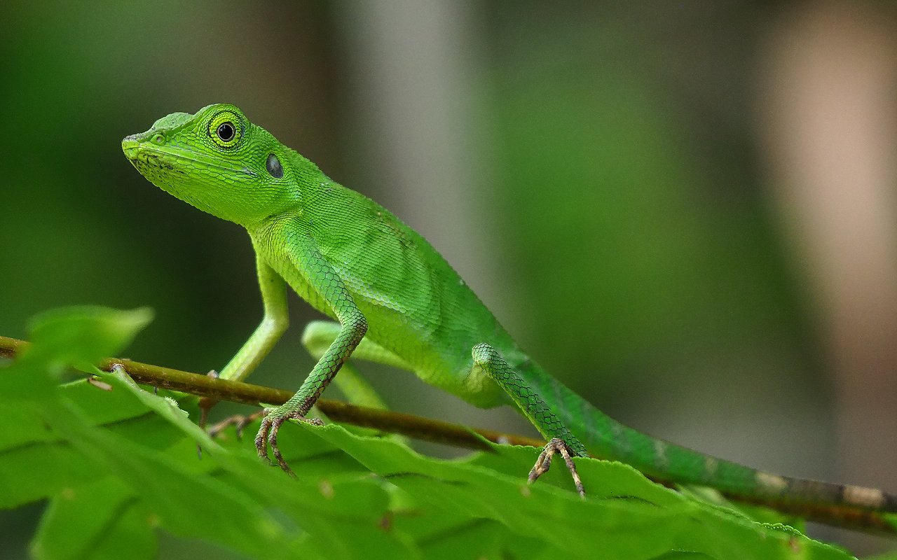 Lucertola ultramimetica