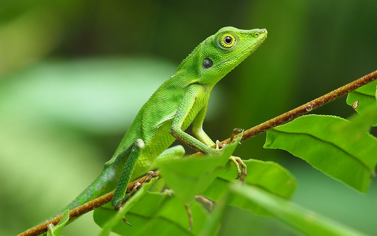 Lucertola spettacolare