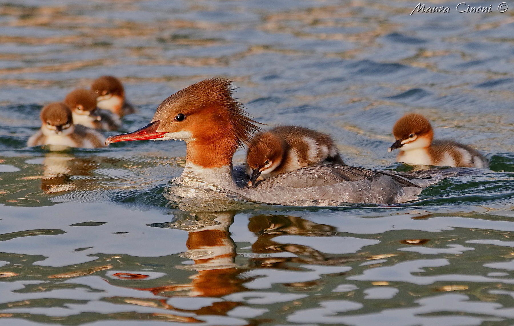 Merganser with Pulli