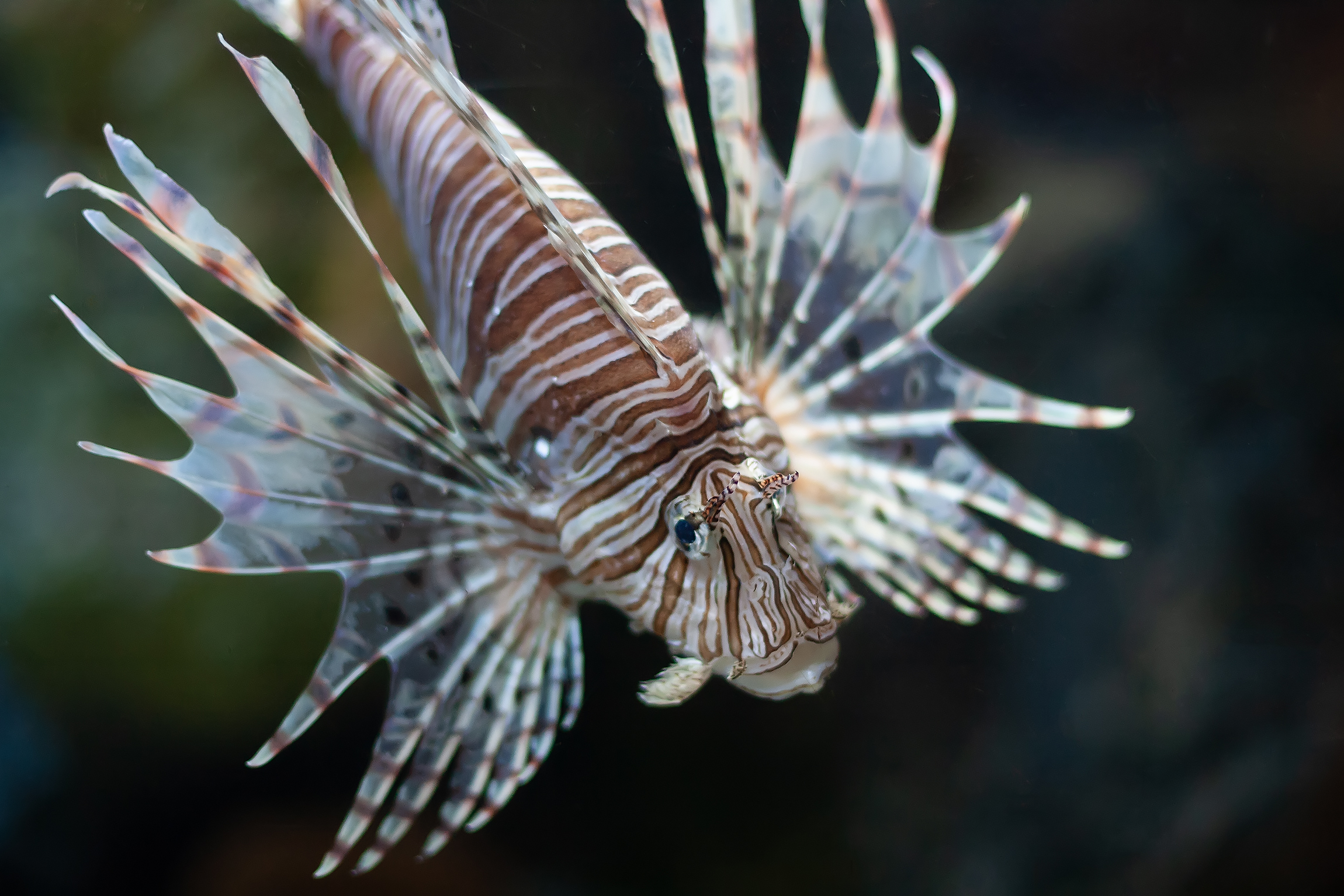 Lionfish