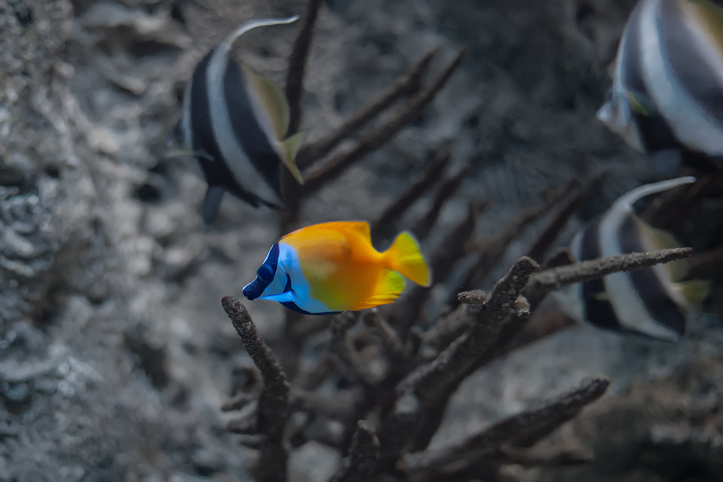 Foxface Lo (Siganus vulpinus)