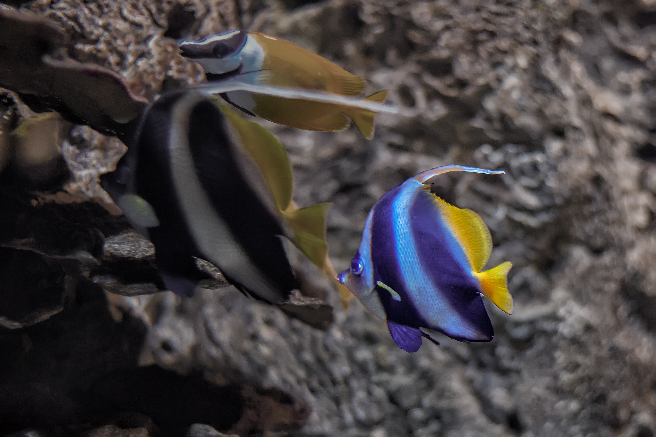 Heniochus nero e bianco