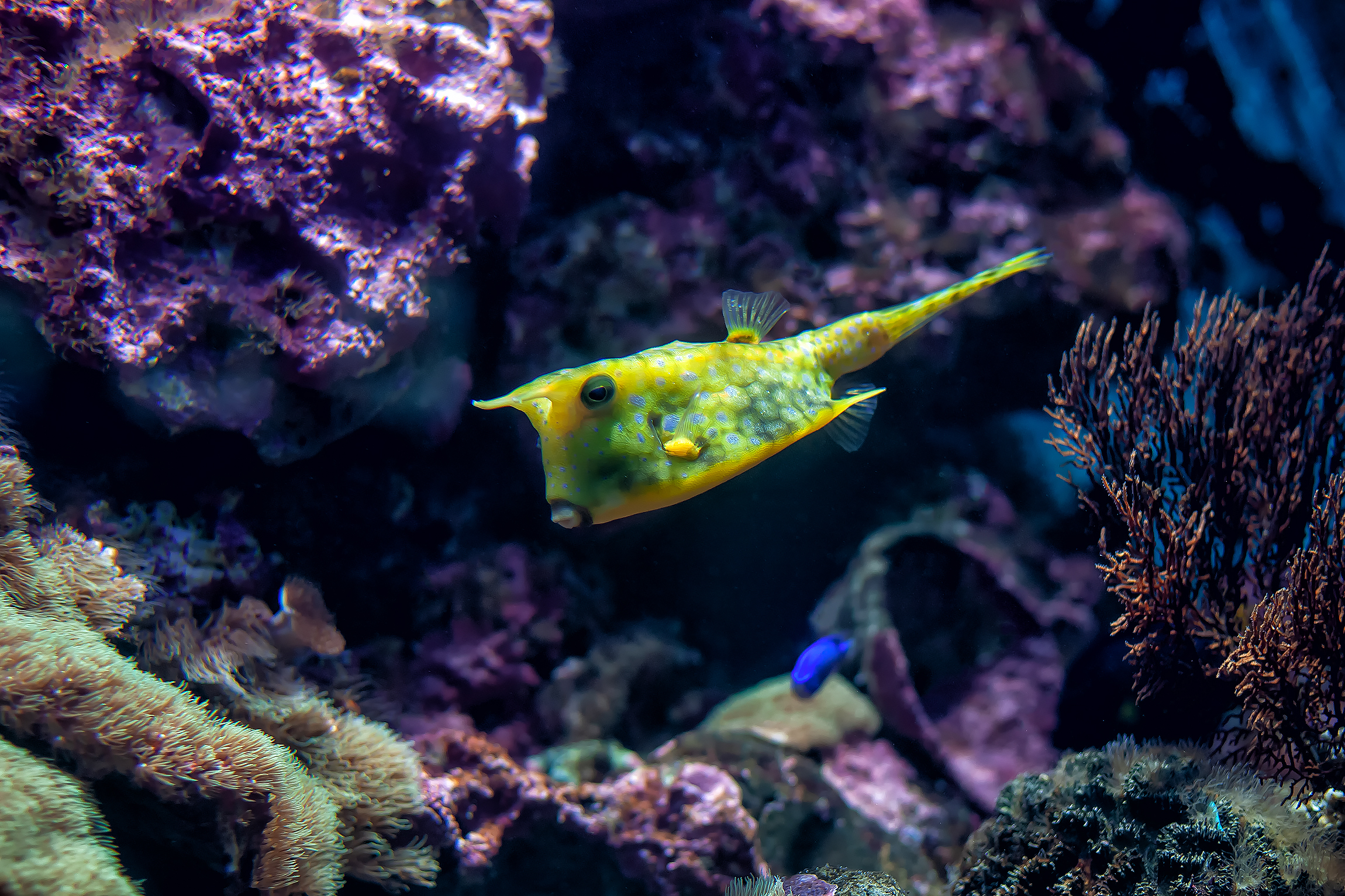Longhorn Cowfish