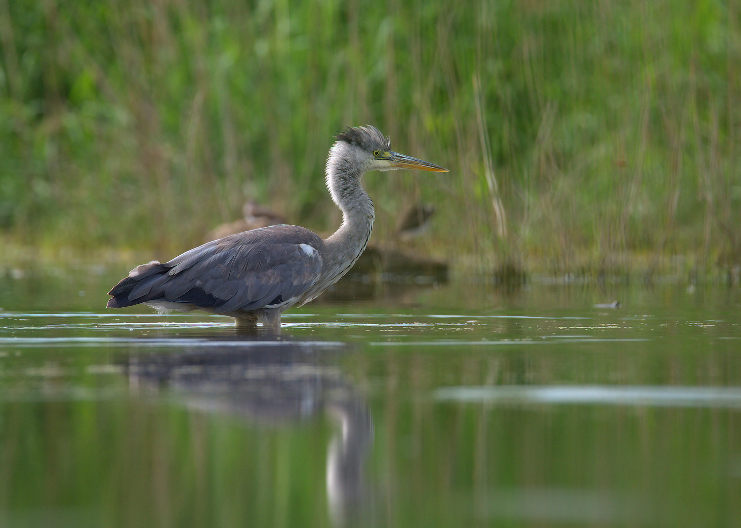 Grey Heron