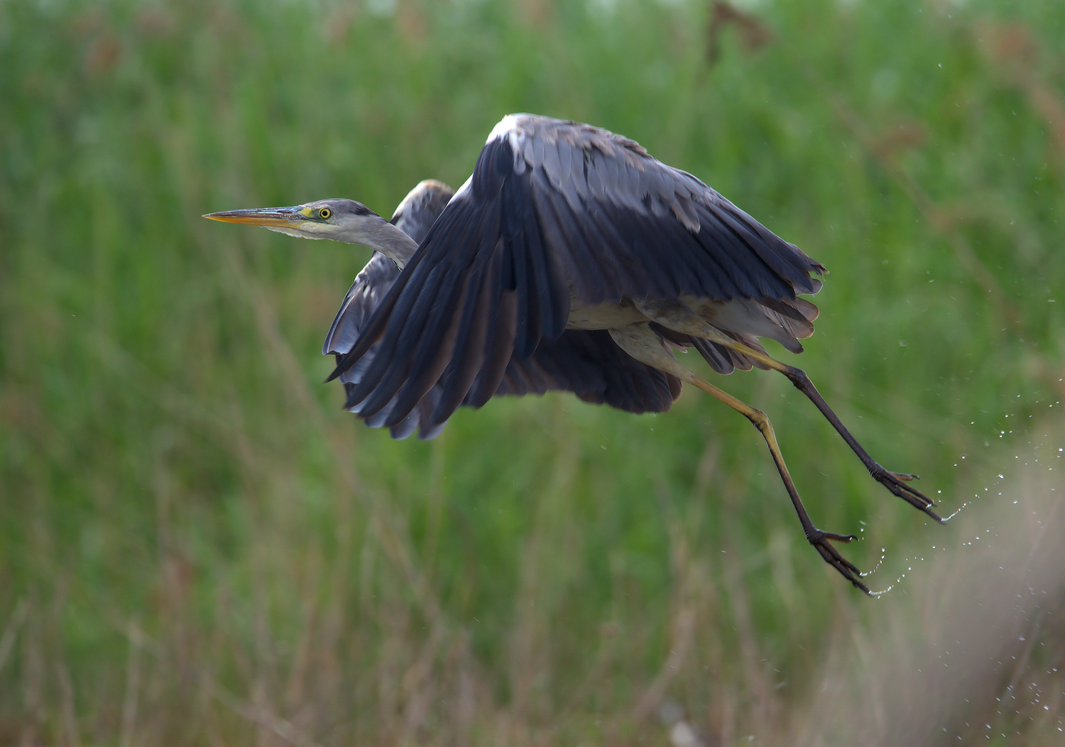 Grey Heron