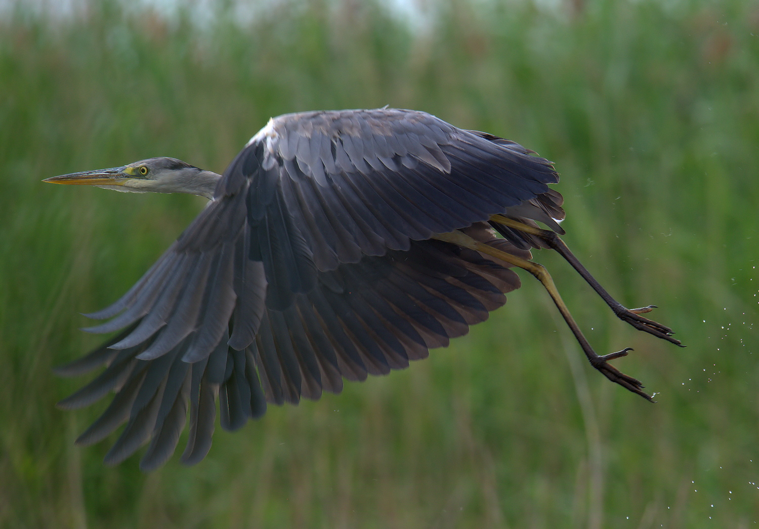 Grey Heron