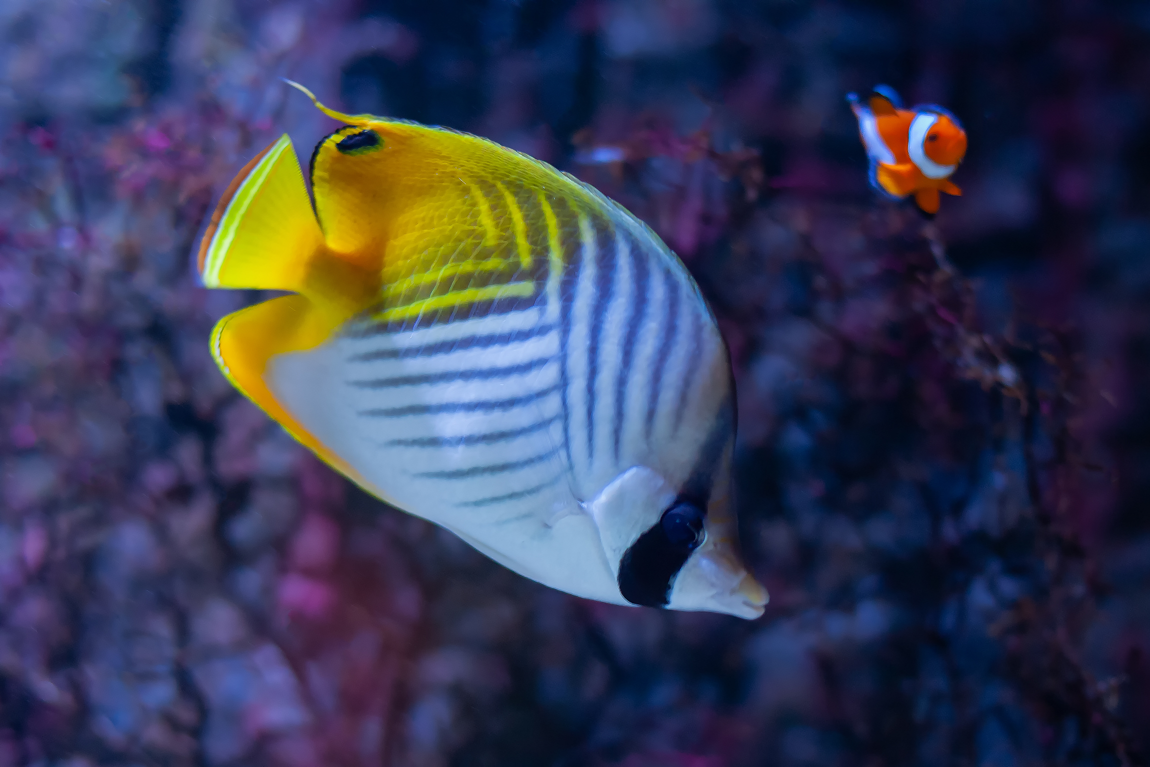 L'Auriga della farfalla