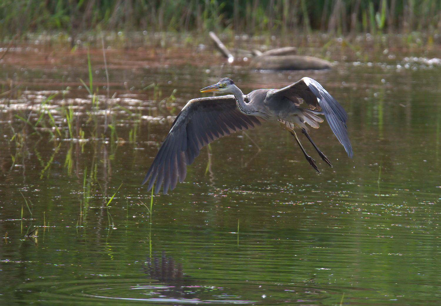 Grey Heron