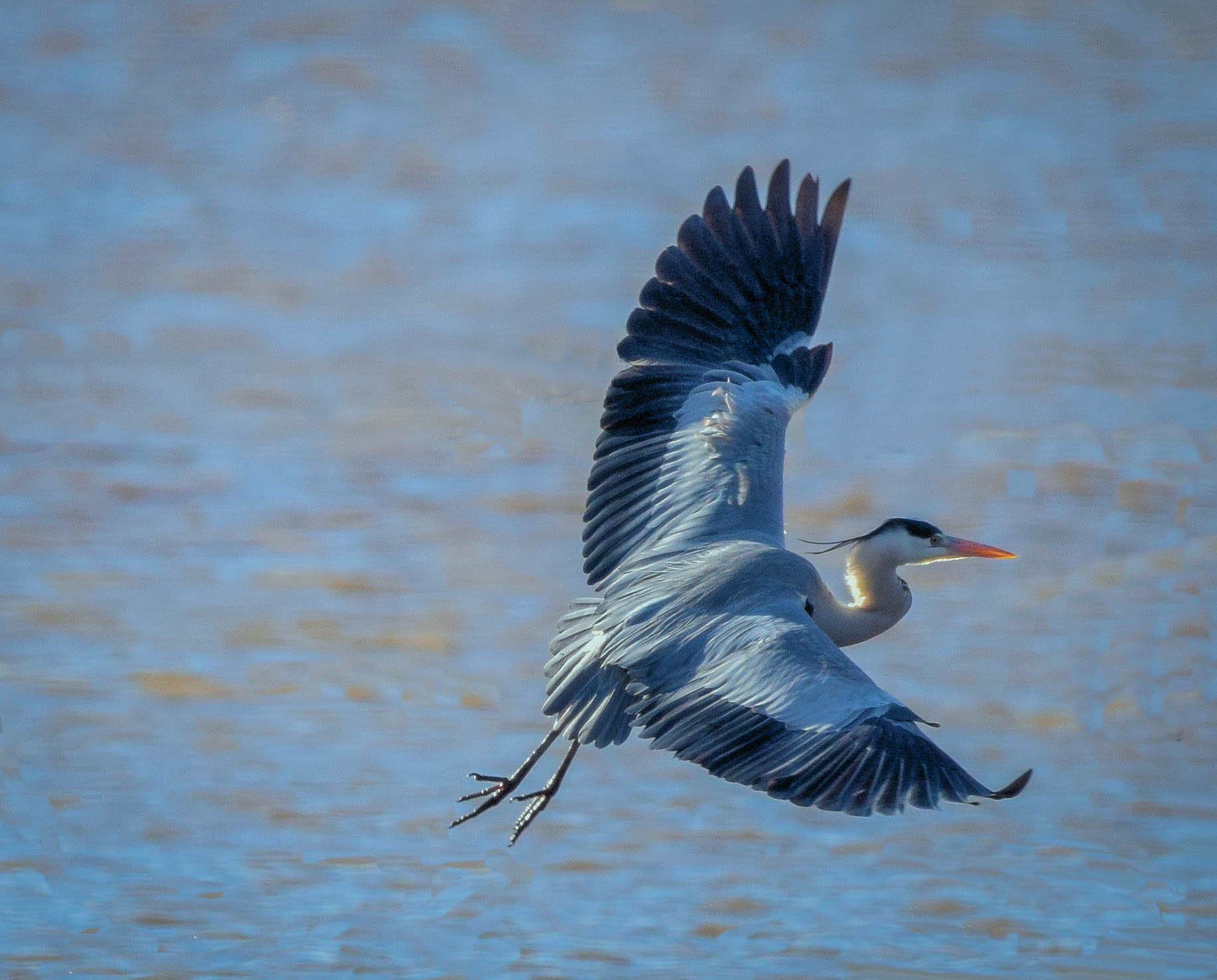 Grey Heron in flight