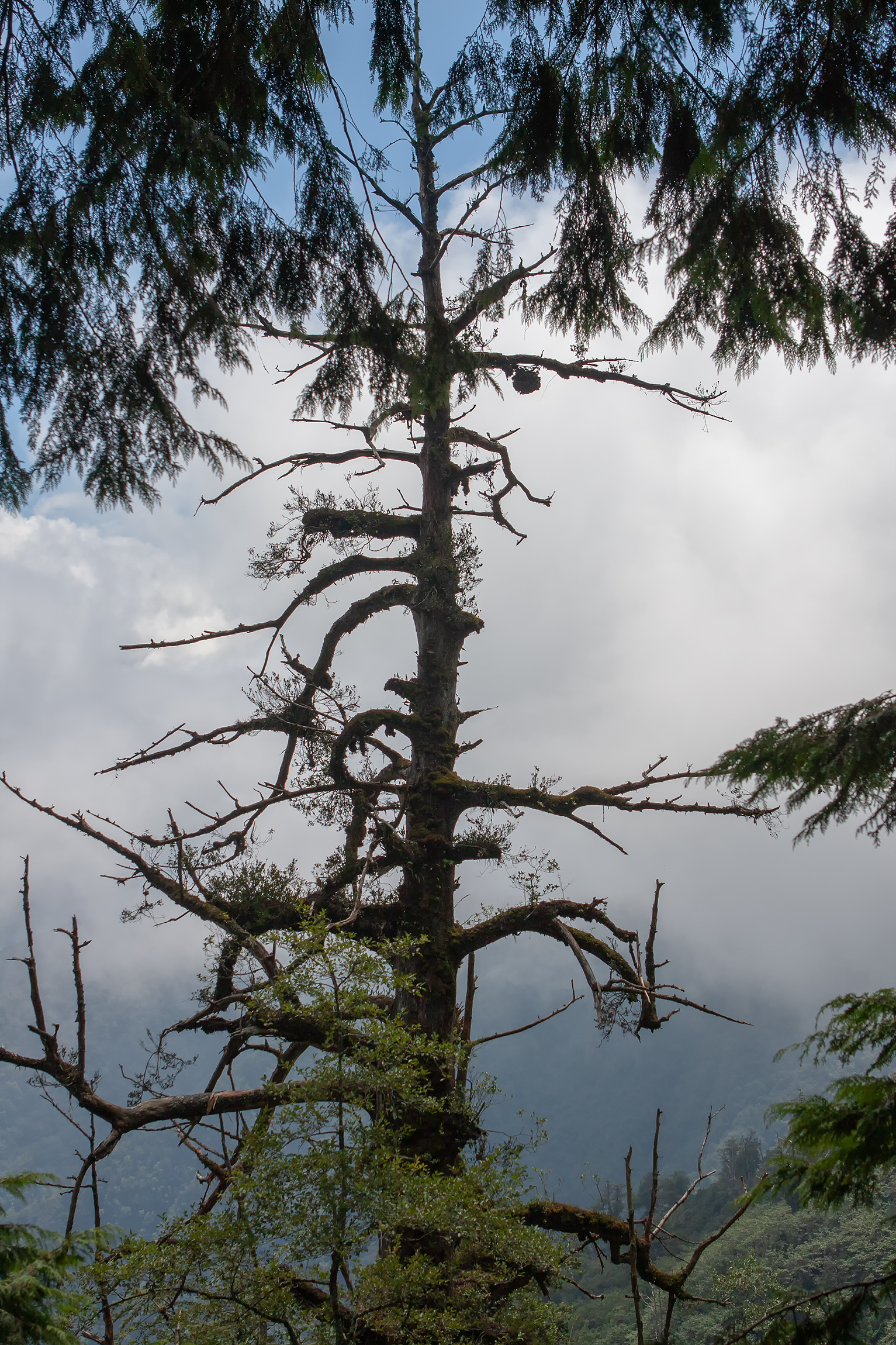 nebbia sta arrivando