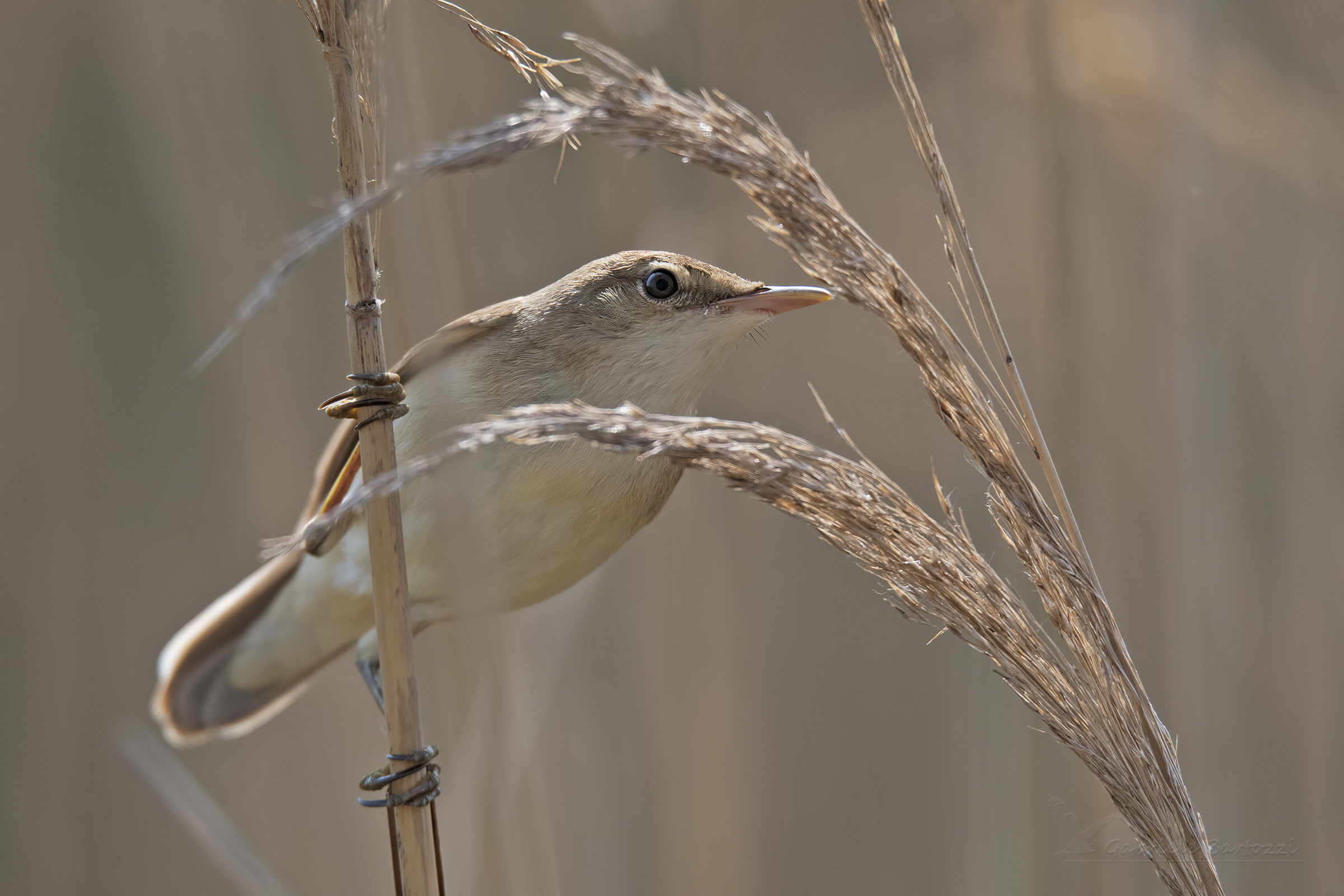 Reed Warbler