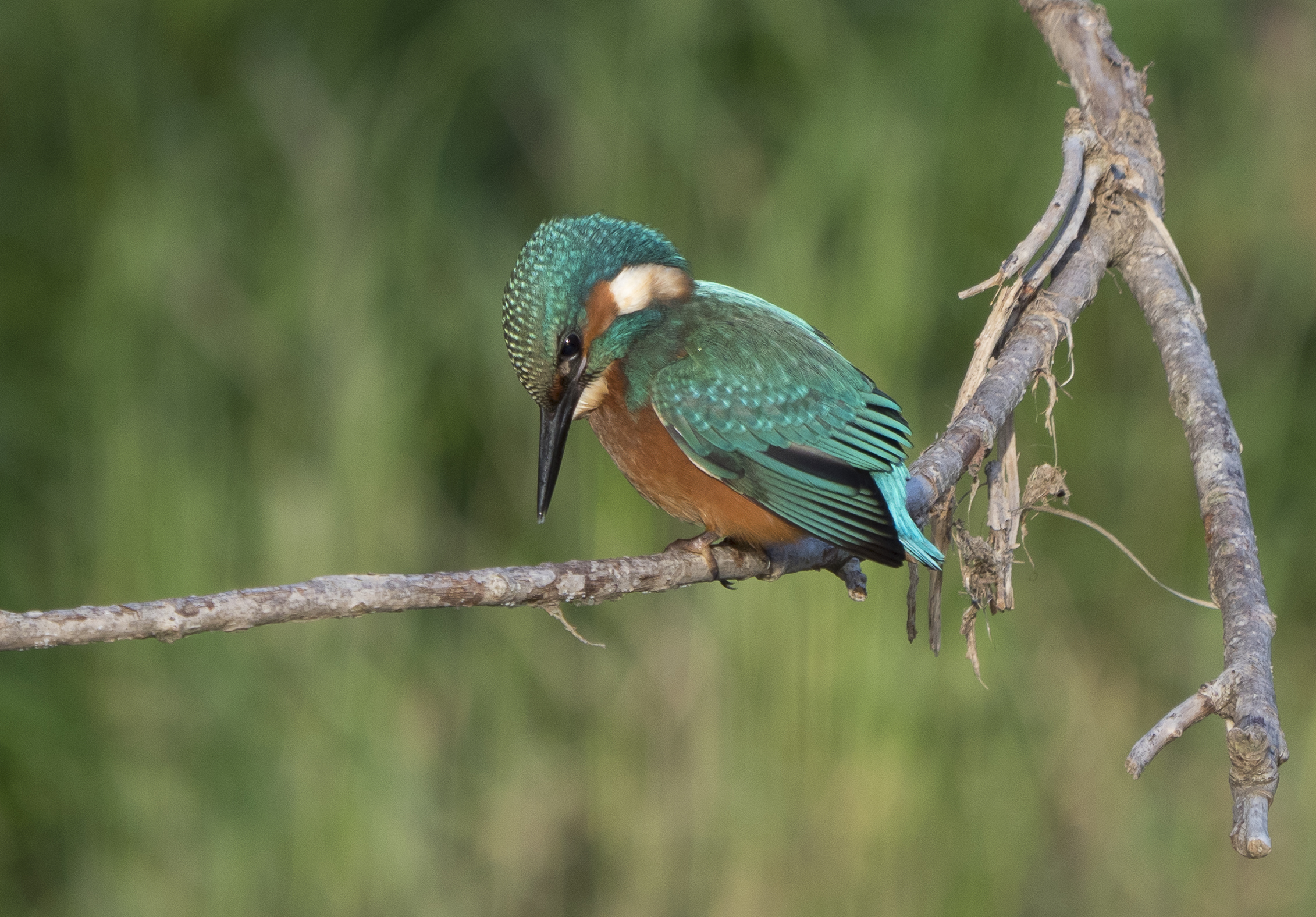 The Solitary Martino