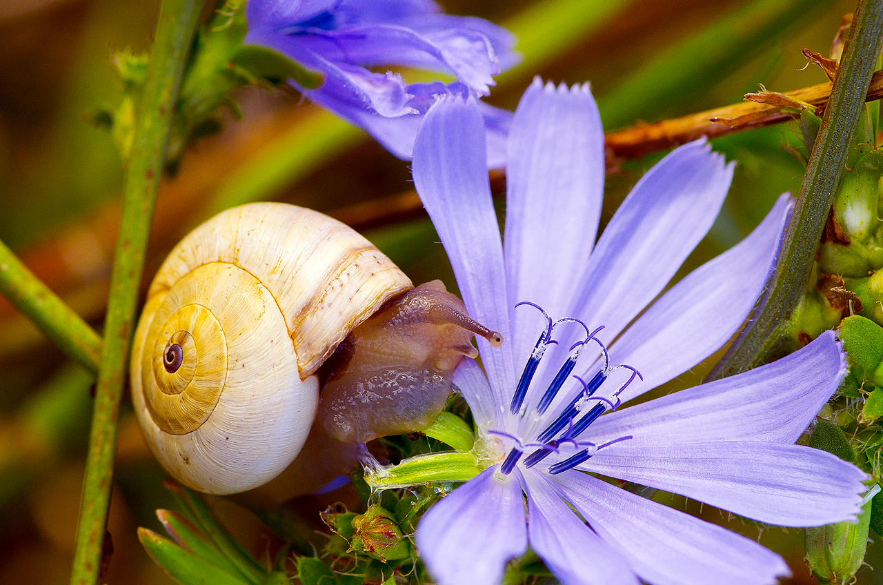 Snail