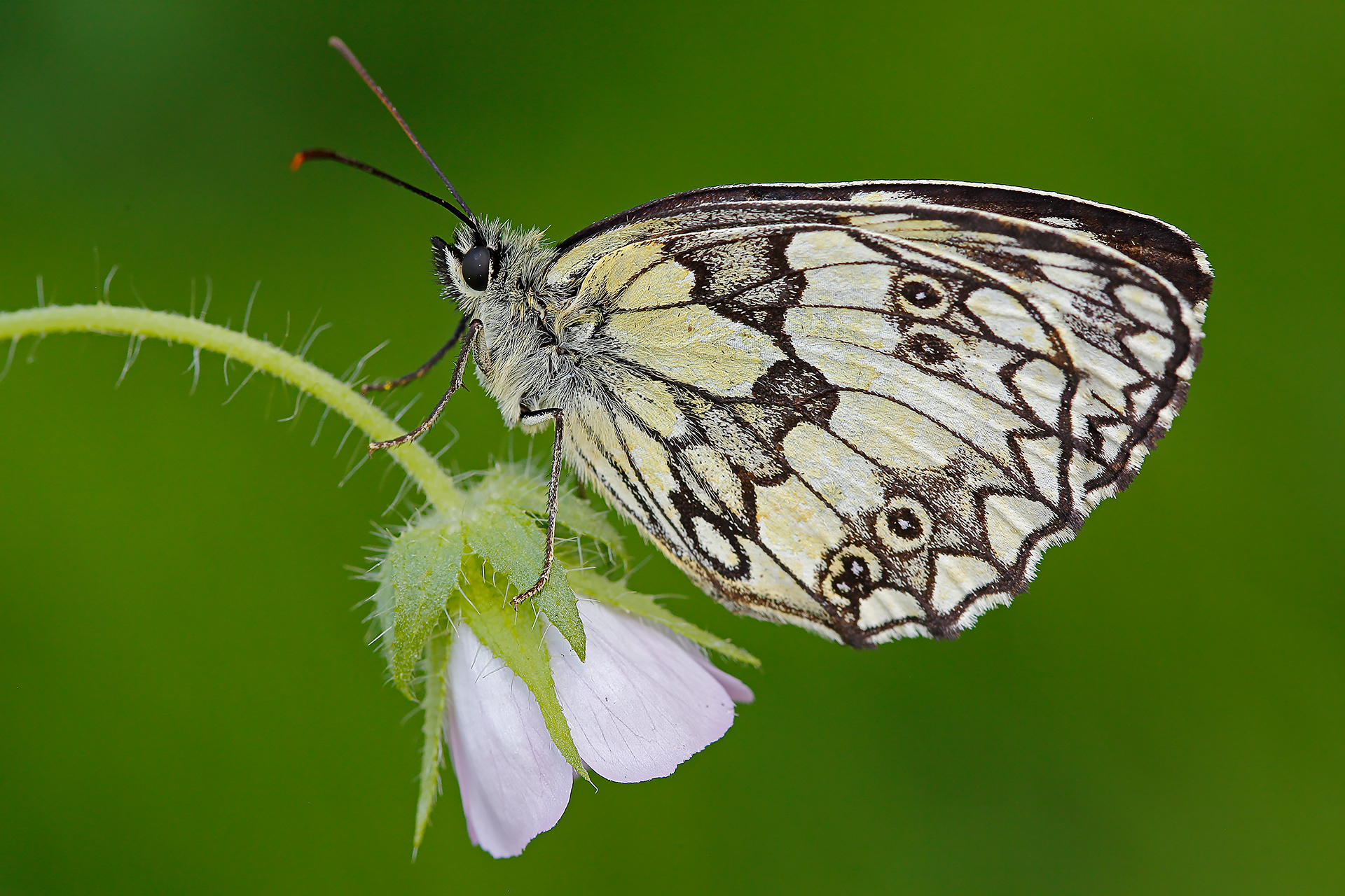 Marbled Galathea