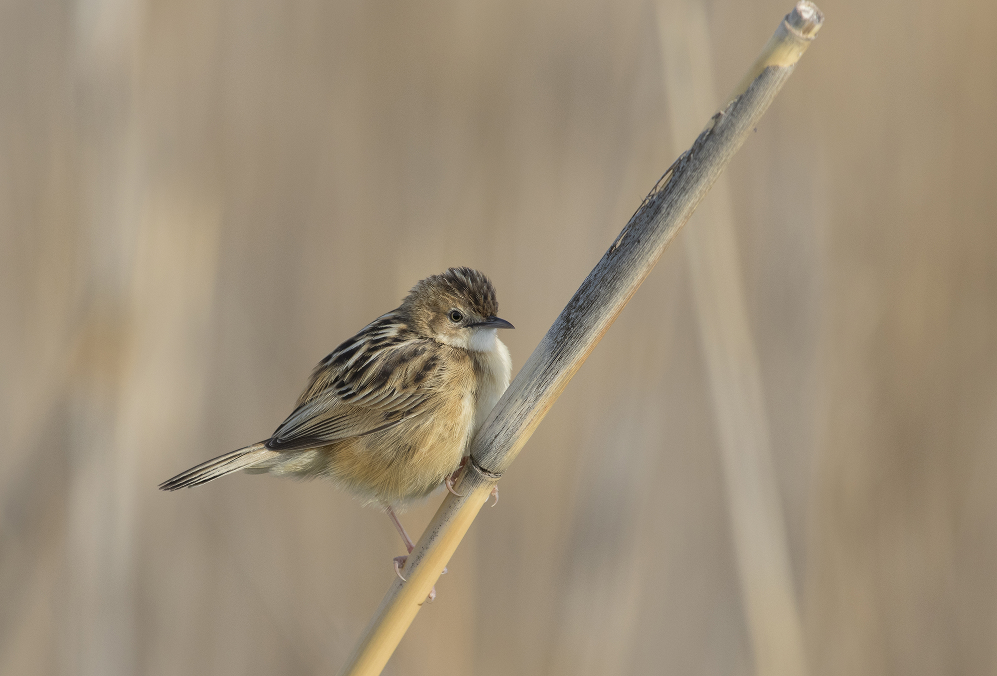 Beccamoschino - Cisticola juncidis