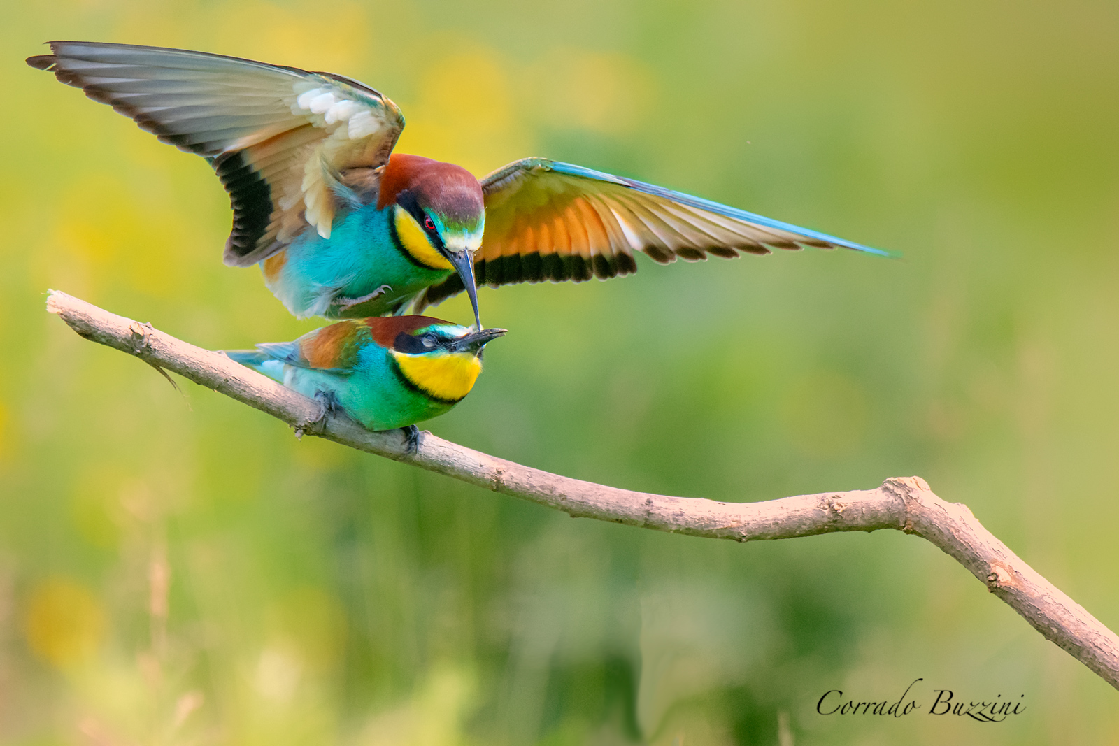 Gruccioni in riproduzione