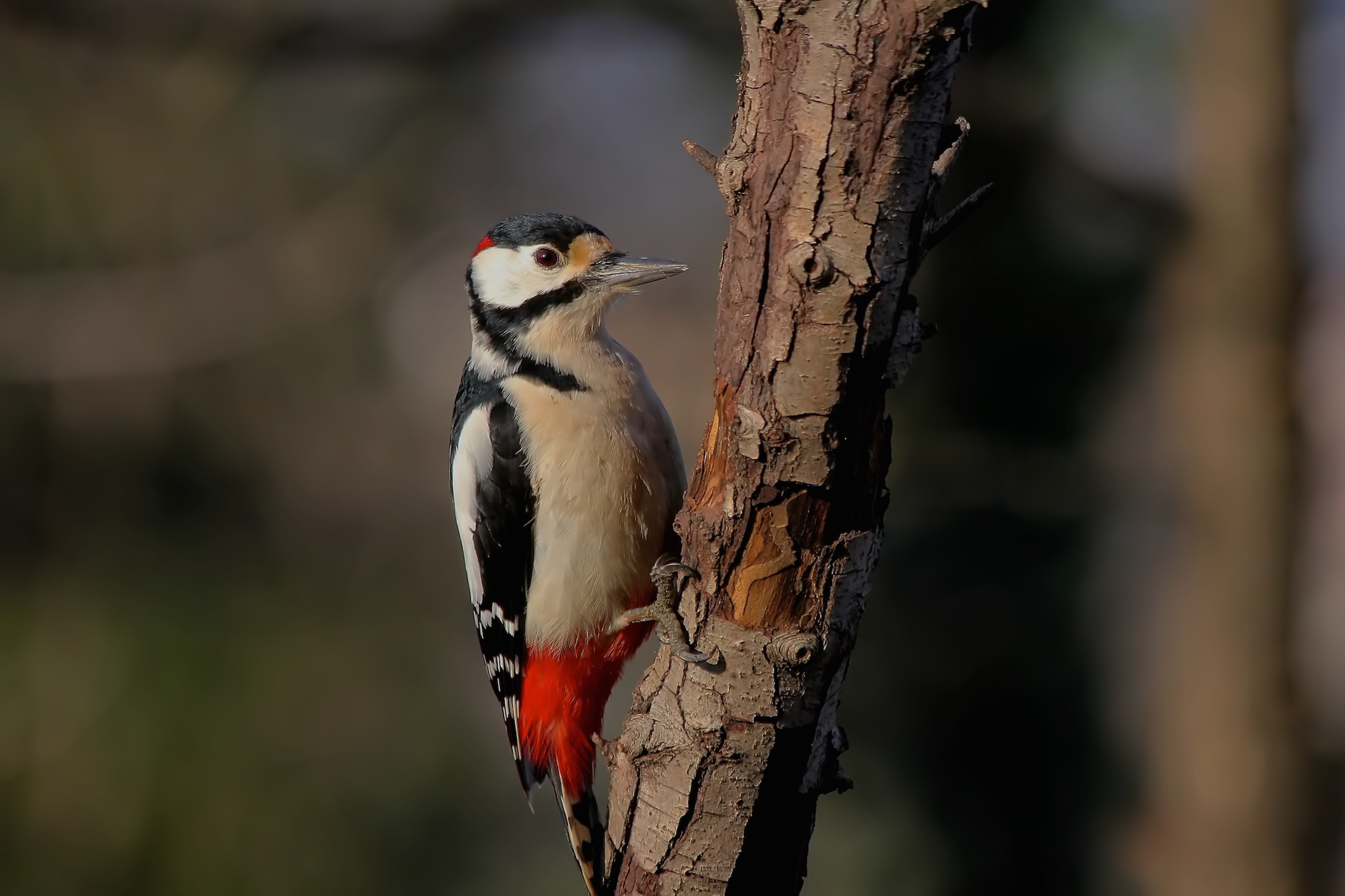 Senior Red Woodpecker