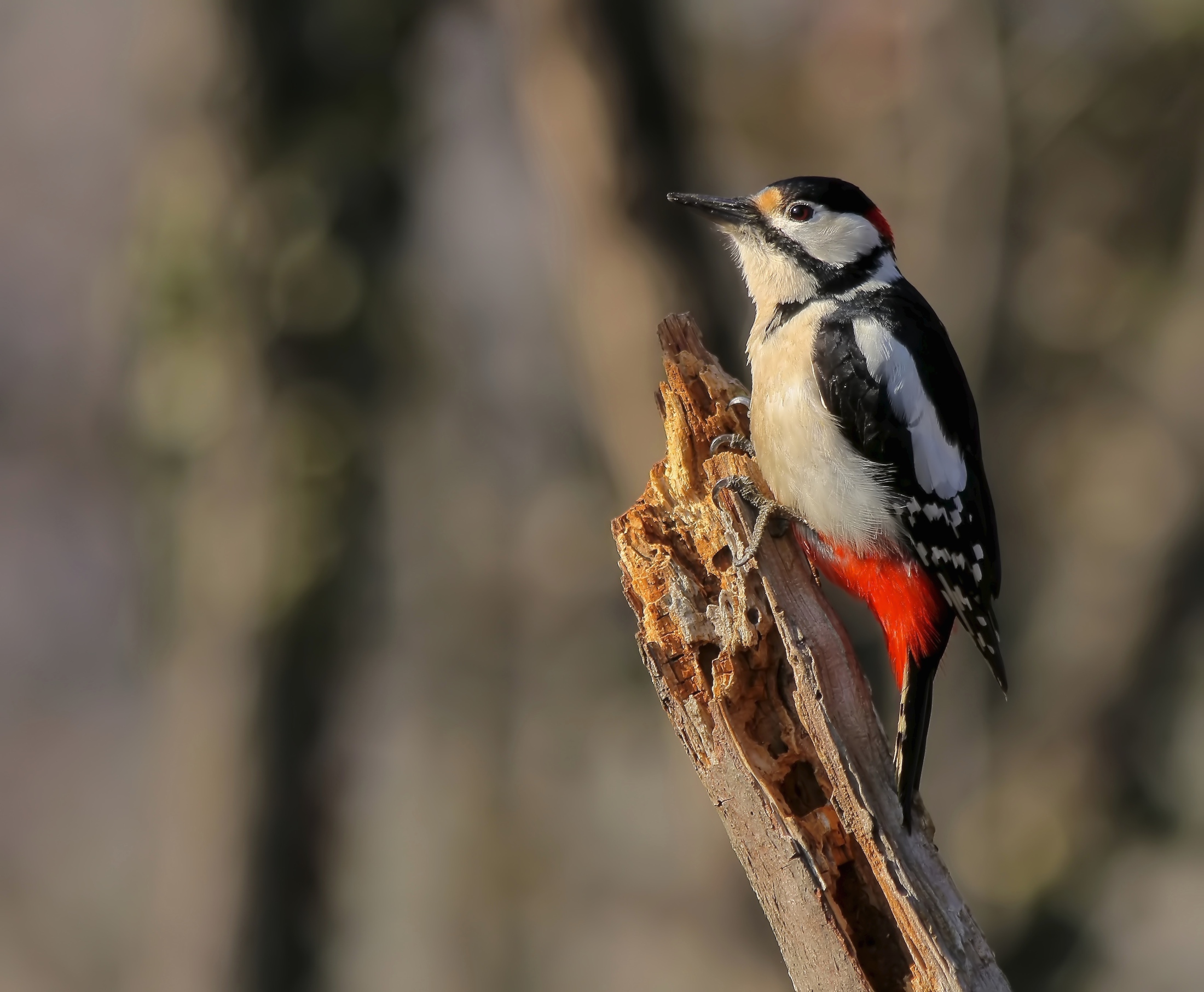 Senior Red Woodpecker