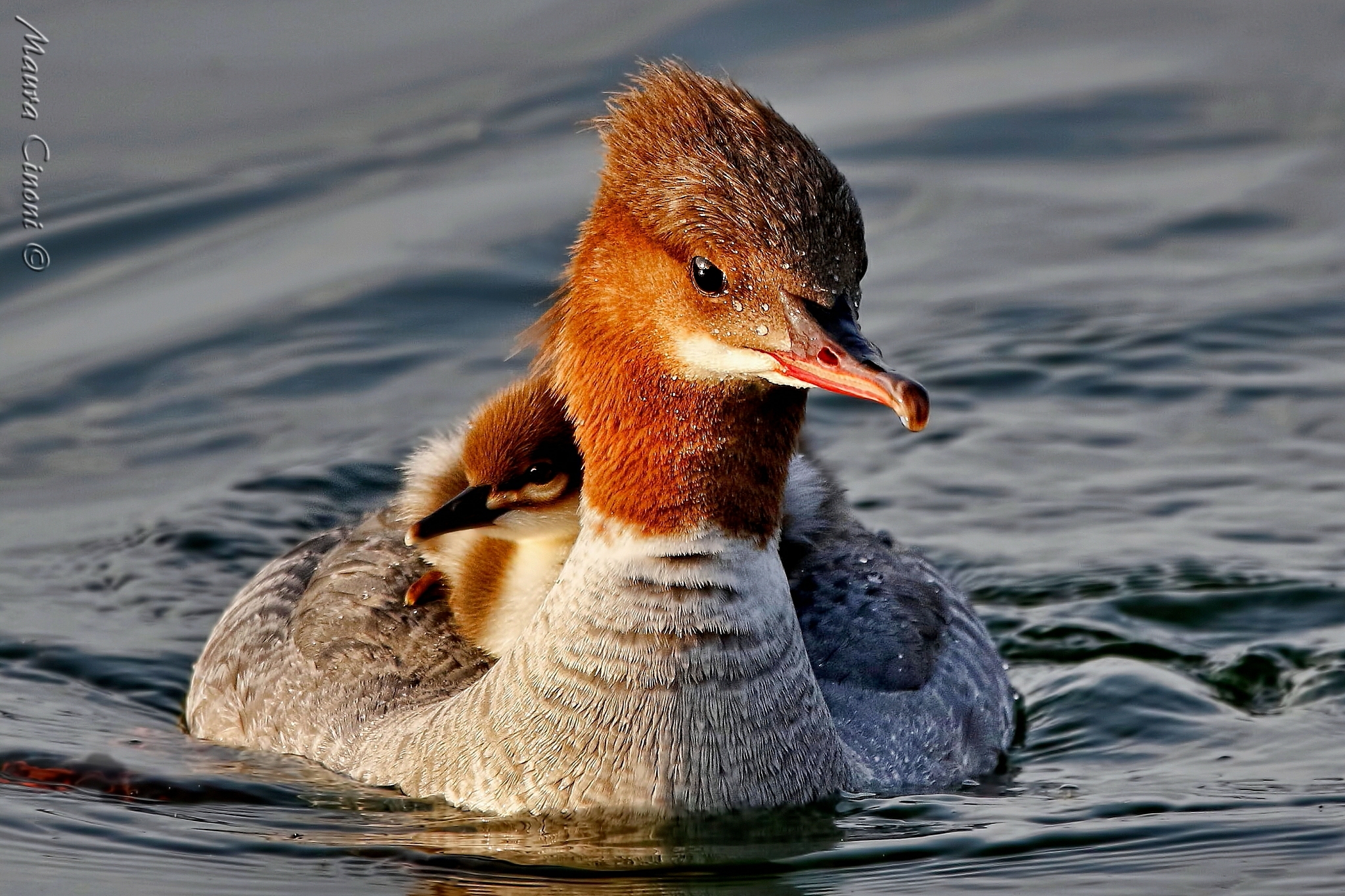 Merganser Female at sunset with Pullo