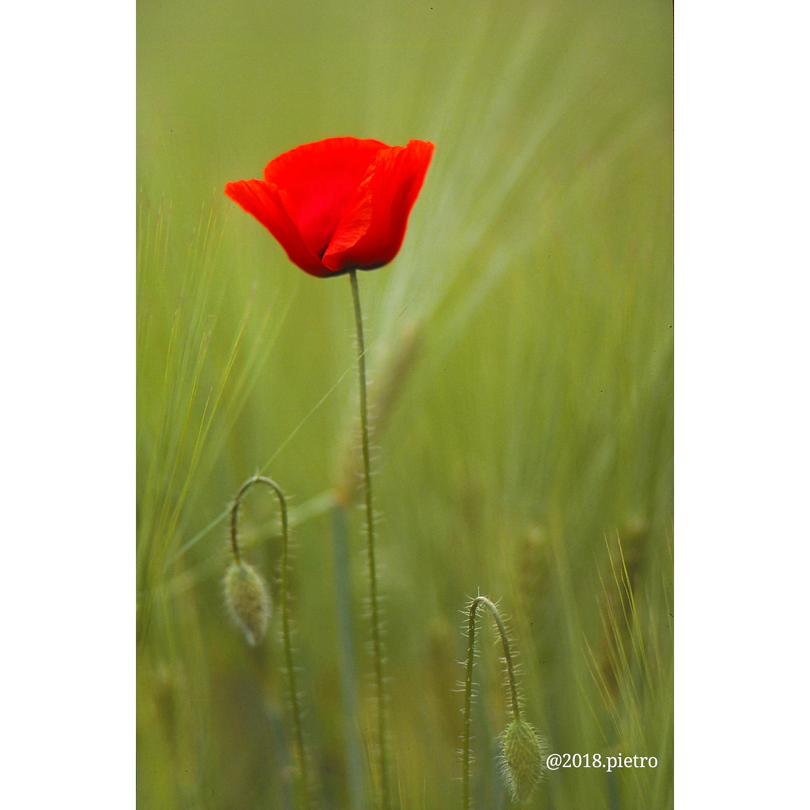 Poppies