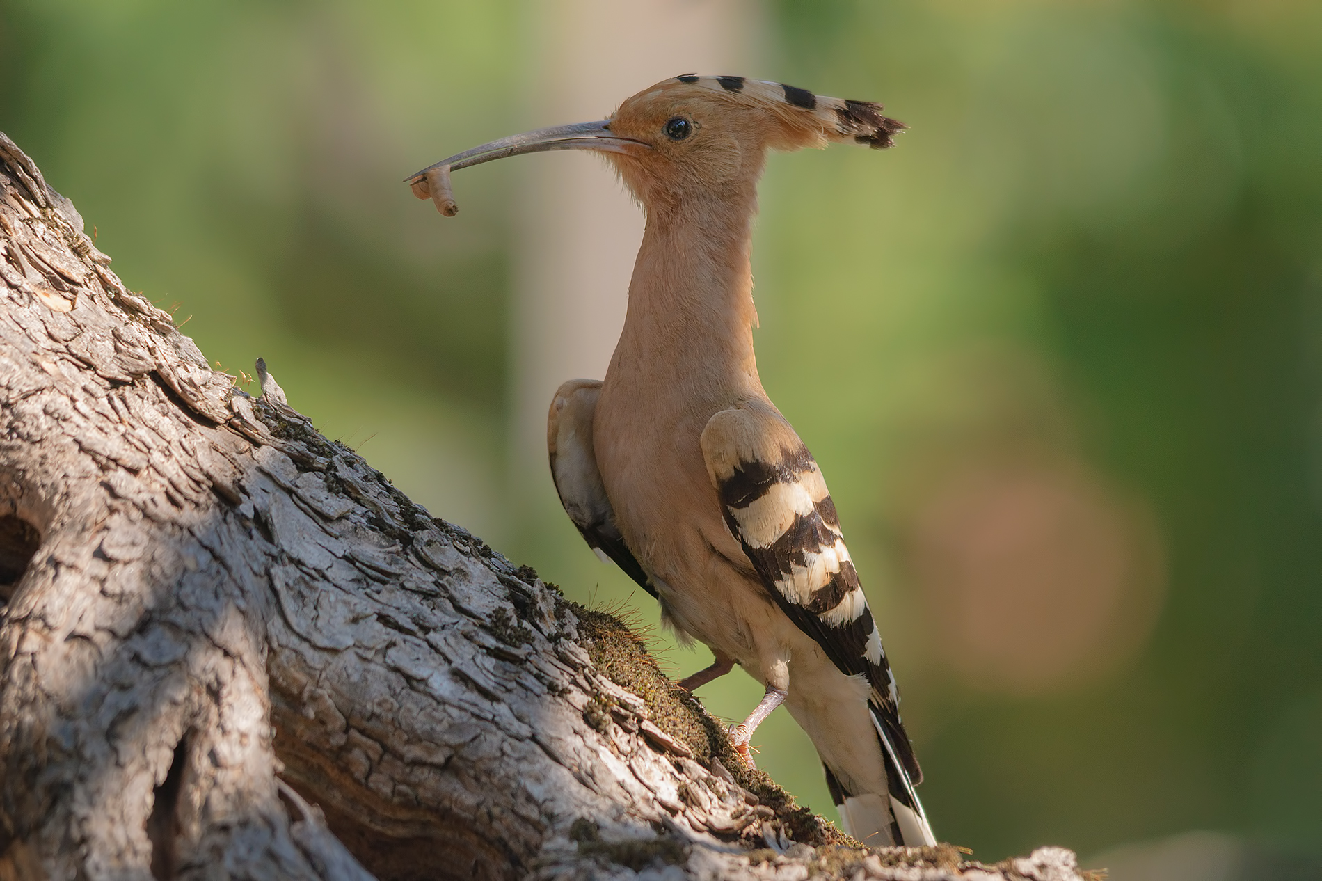 Hoopoe-Montemarcello.