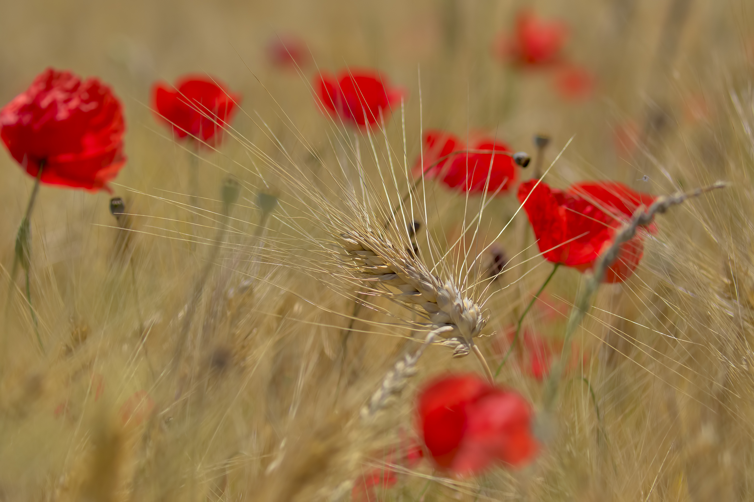 Poppies in the Grain