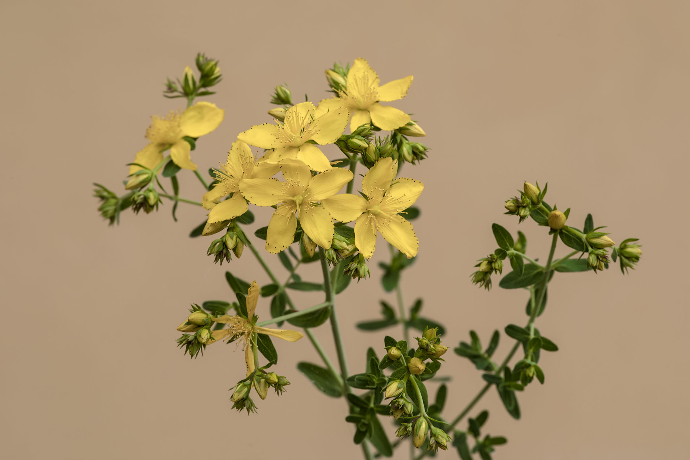 Hypericum Perforatum