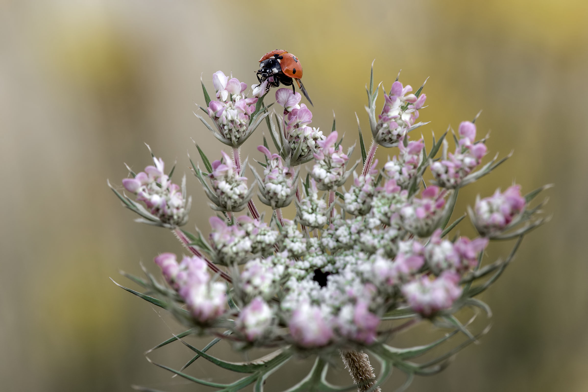 Ladybug on Flower