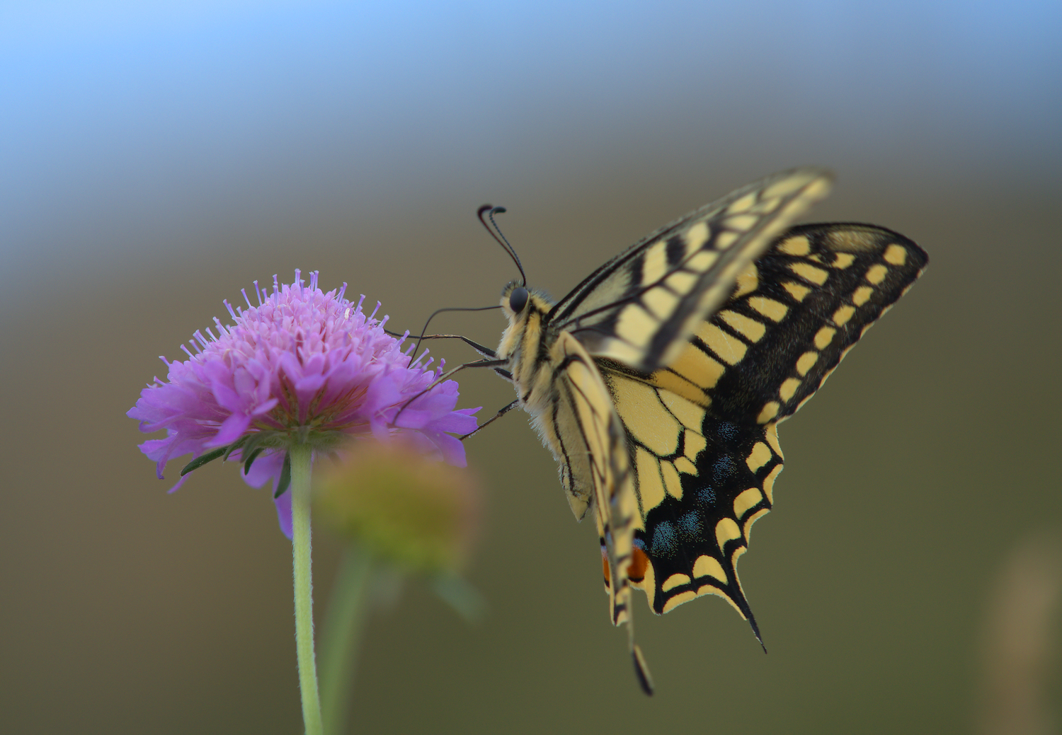 Papilio Machaon