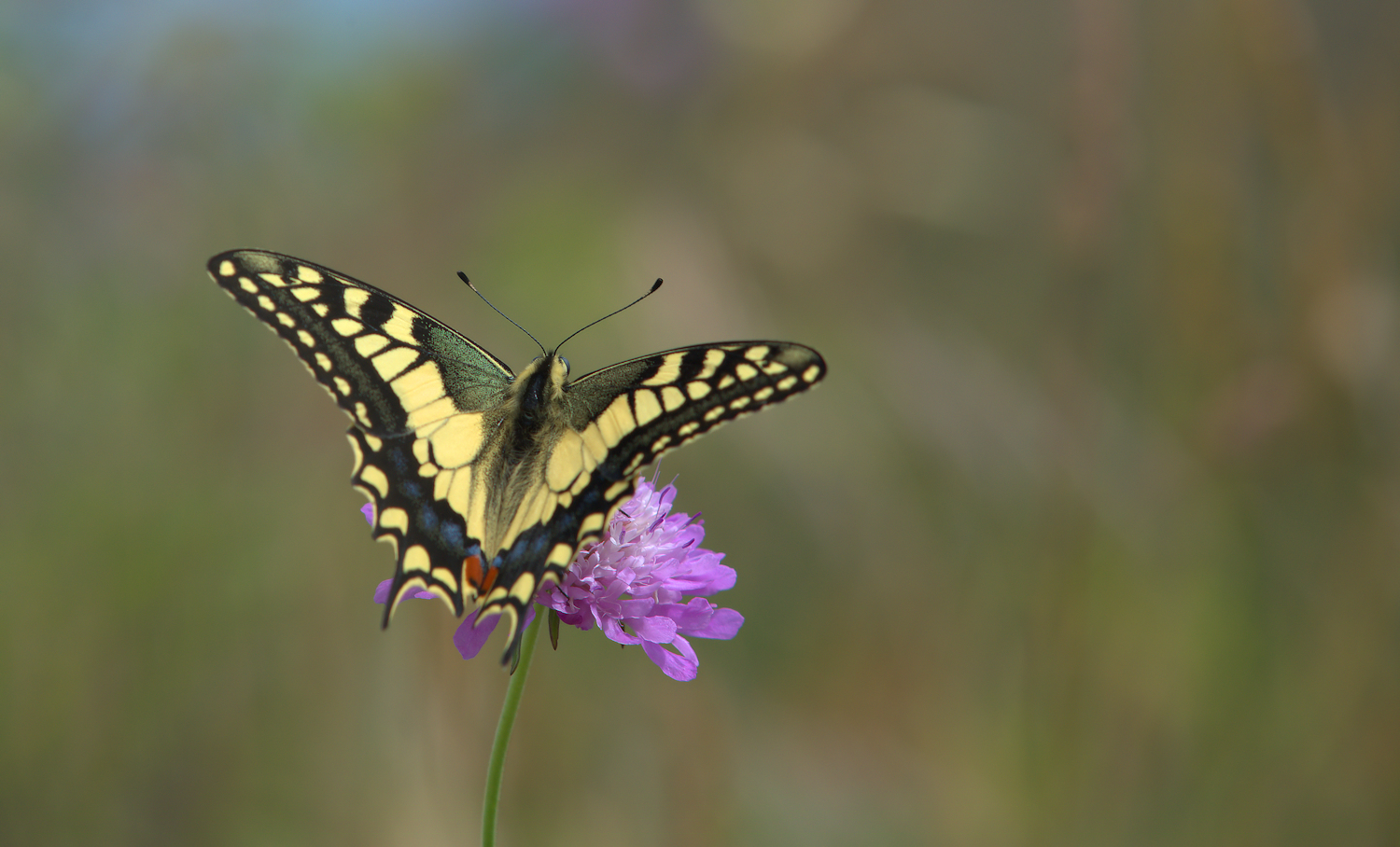 Papilio Machaon